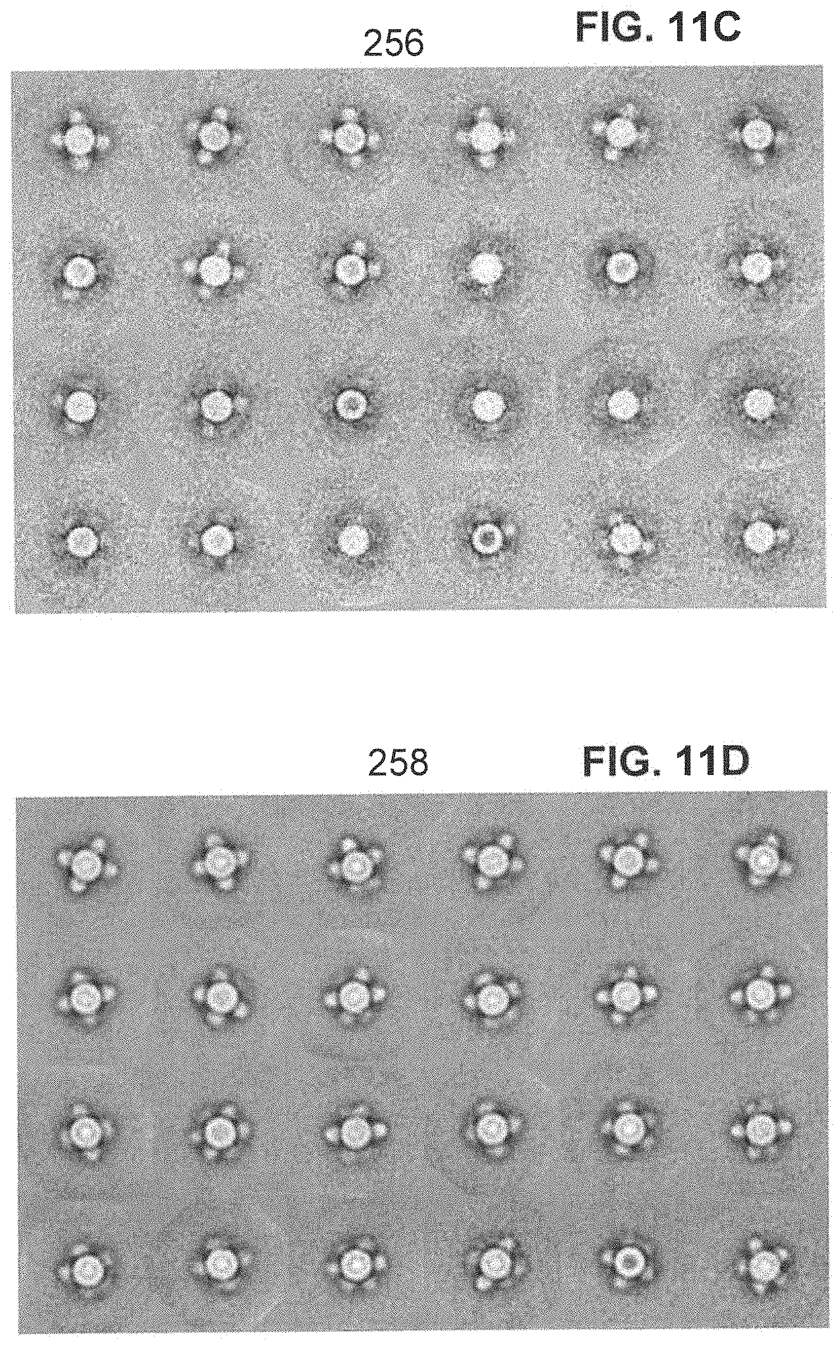 Patent US11793871 Figure 20 – Stabilized group 2 influenza hemagglutinin stem region trimers and uses thereof