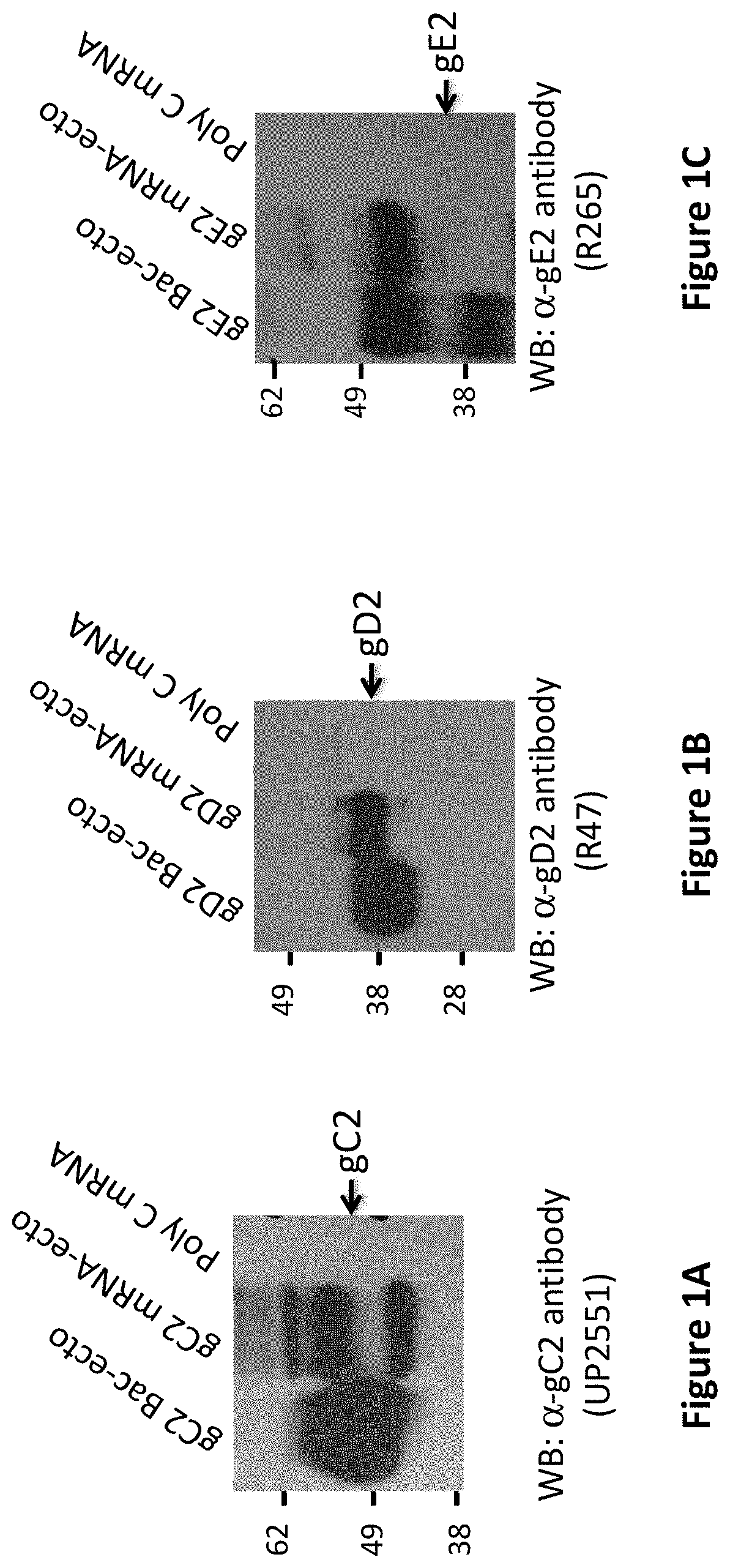 Patent US11793872 Figure 1 – Modified MRNA vaccines encoding herpes simplex virus glycoproteins and uses thereof