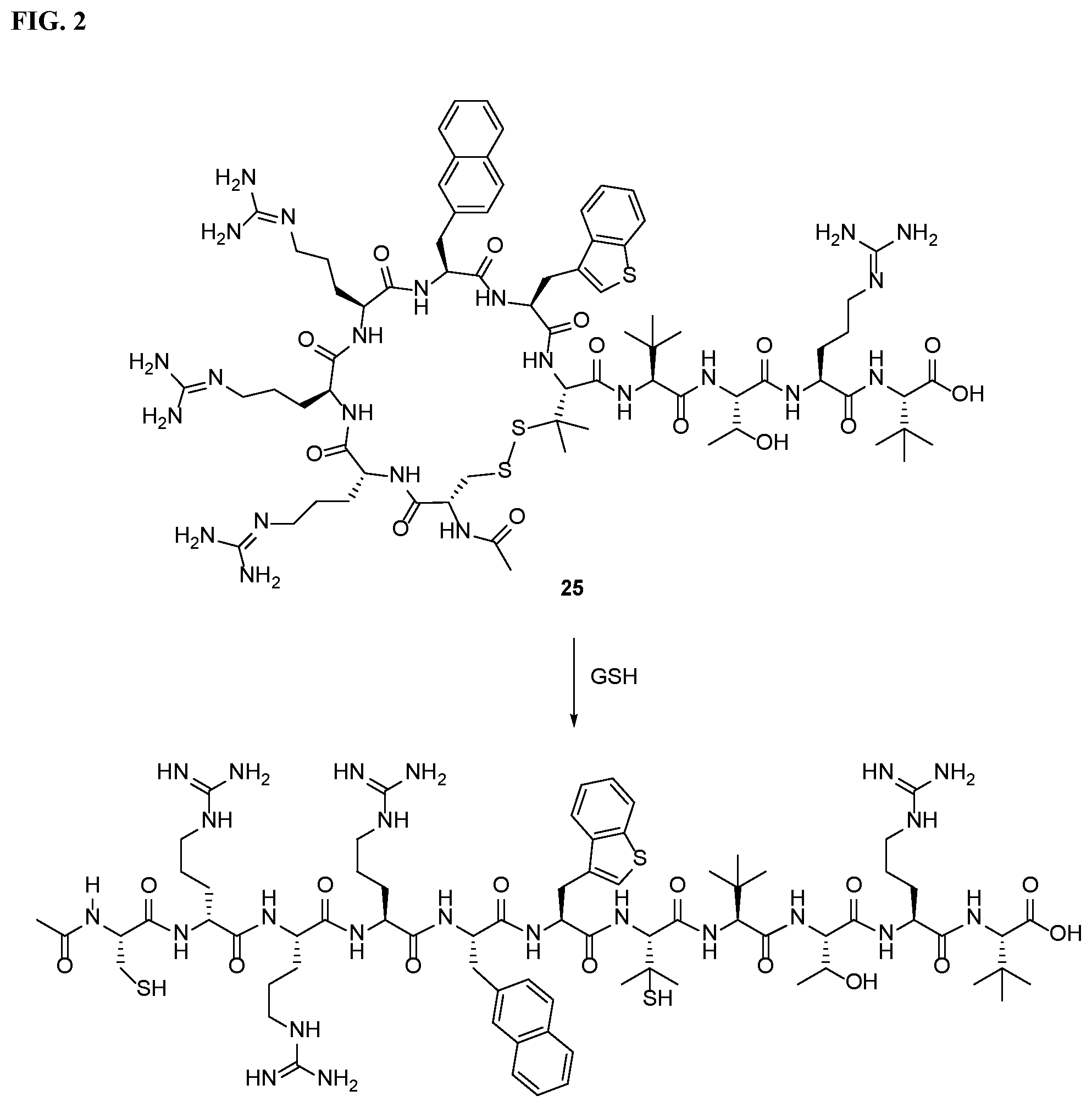 Patent US11793884 Figure 2 – Cyclic peptidyl inhibitors of CAL-PDZ binding domain
