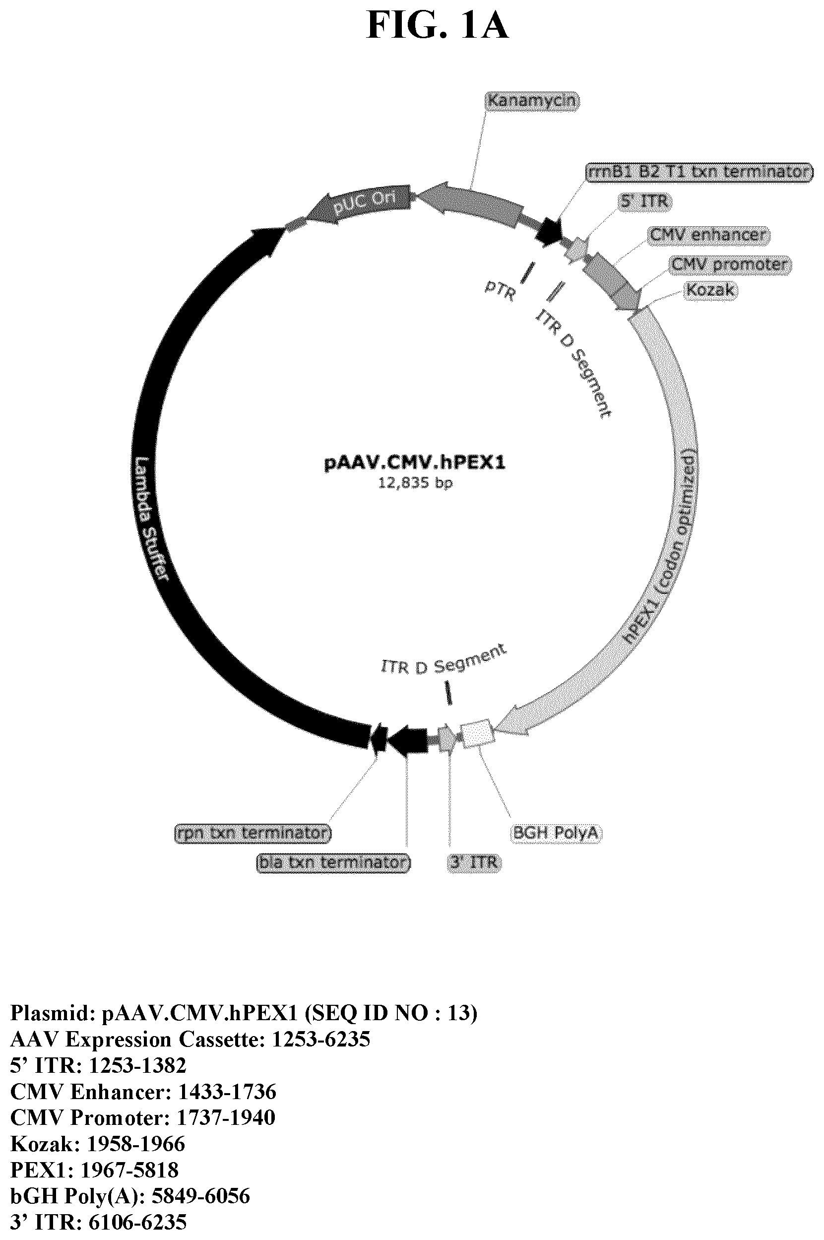 Patent US11793887 Figure 1 – Gene therapy for treating peroxisomal disorders