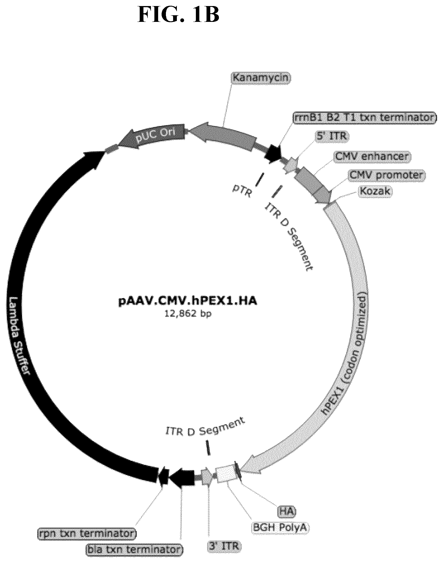 Patent US11793887 Figure 2 – Gene therapy for treating peroxisomal disorders