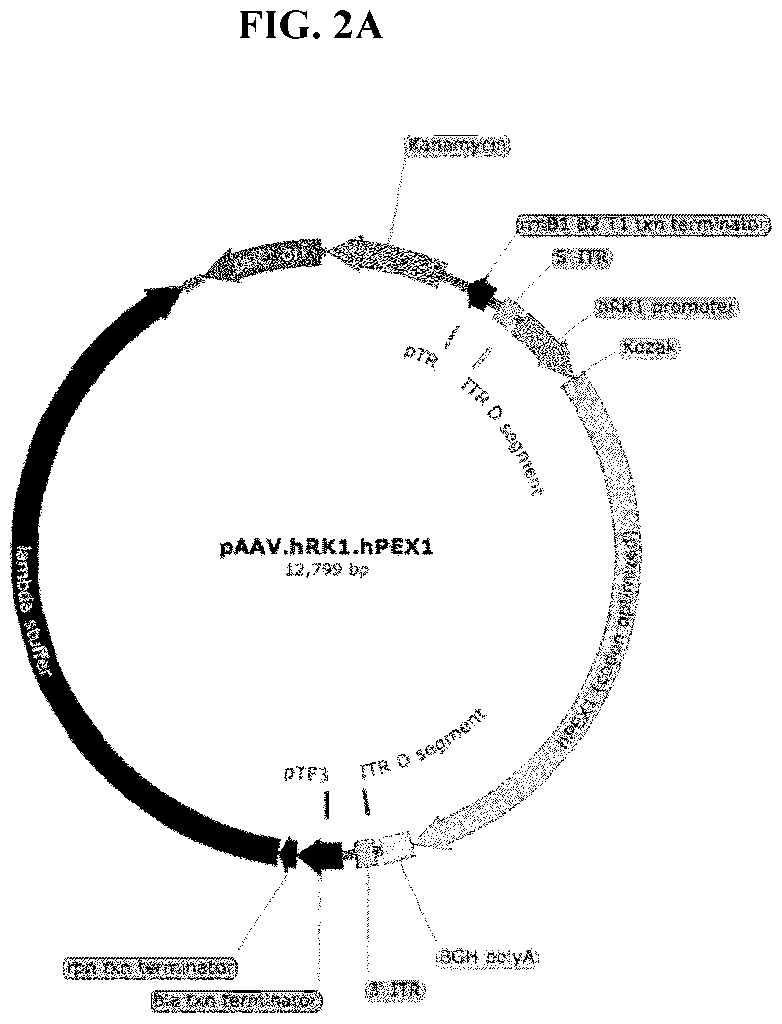 Patent US11793887 Figure 3 – Gene therapy for treating peroxisomal disorders
