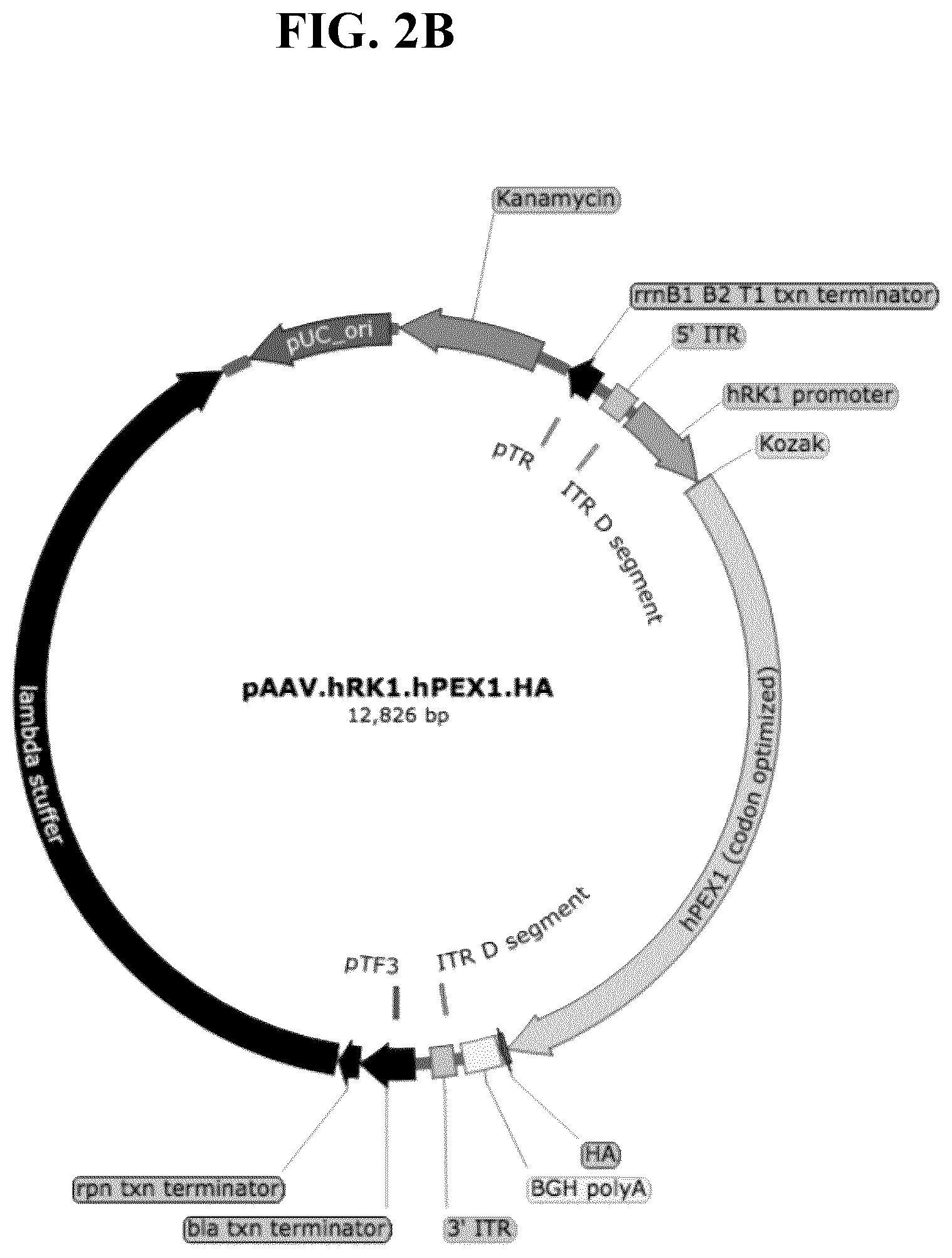 Patent US11793887 Figure 4 – Gene therapy for treating peroxisomal disorders