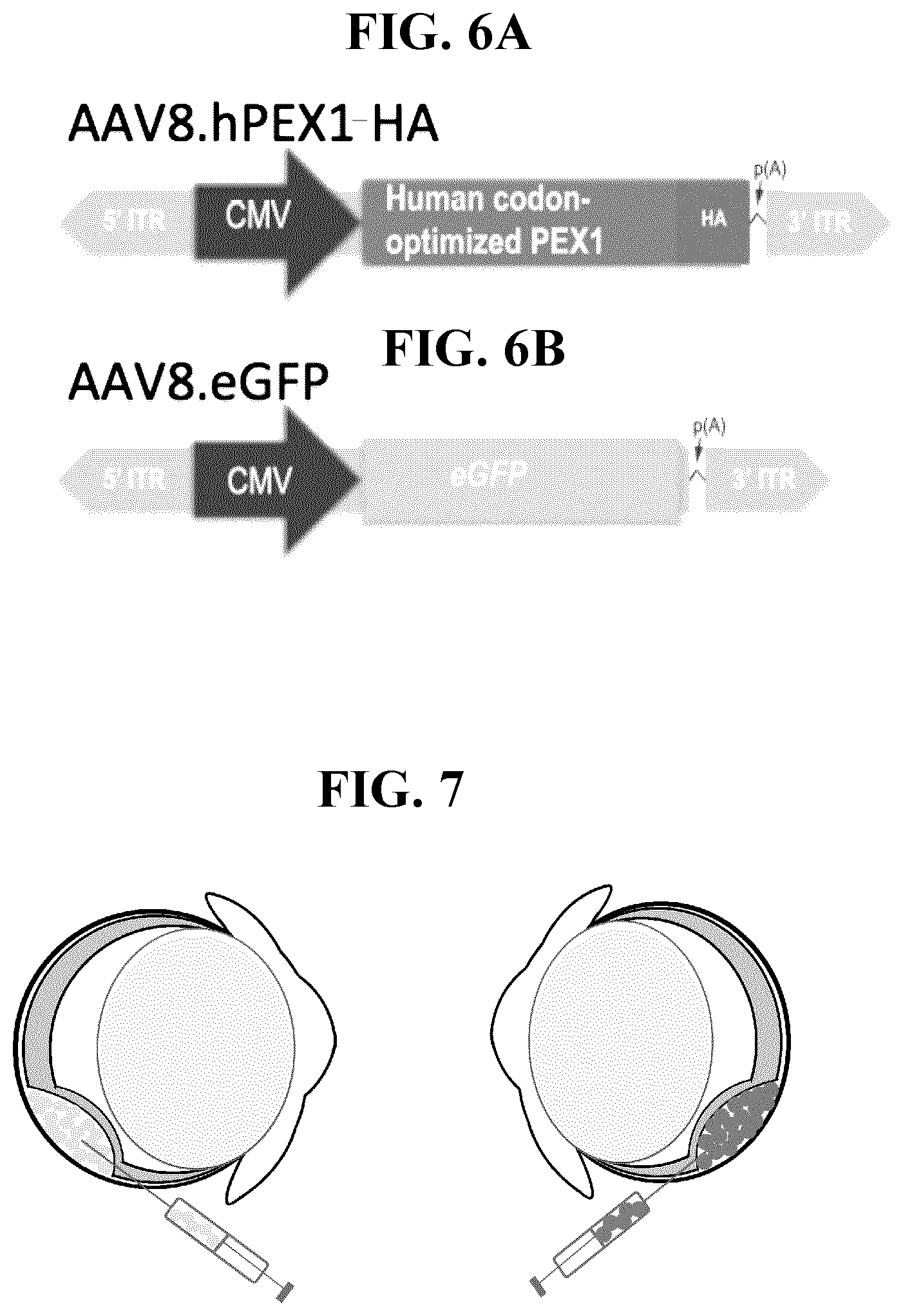 Patent US11793887 Figure 10 – Gene therapy for treating peroxisomal disorders