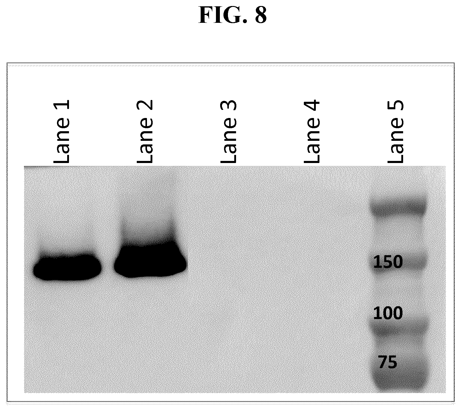 Patent US11793887 Figure 11 – Gene therapy for treating peroxisomal disorders