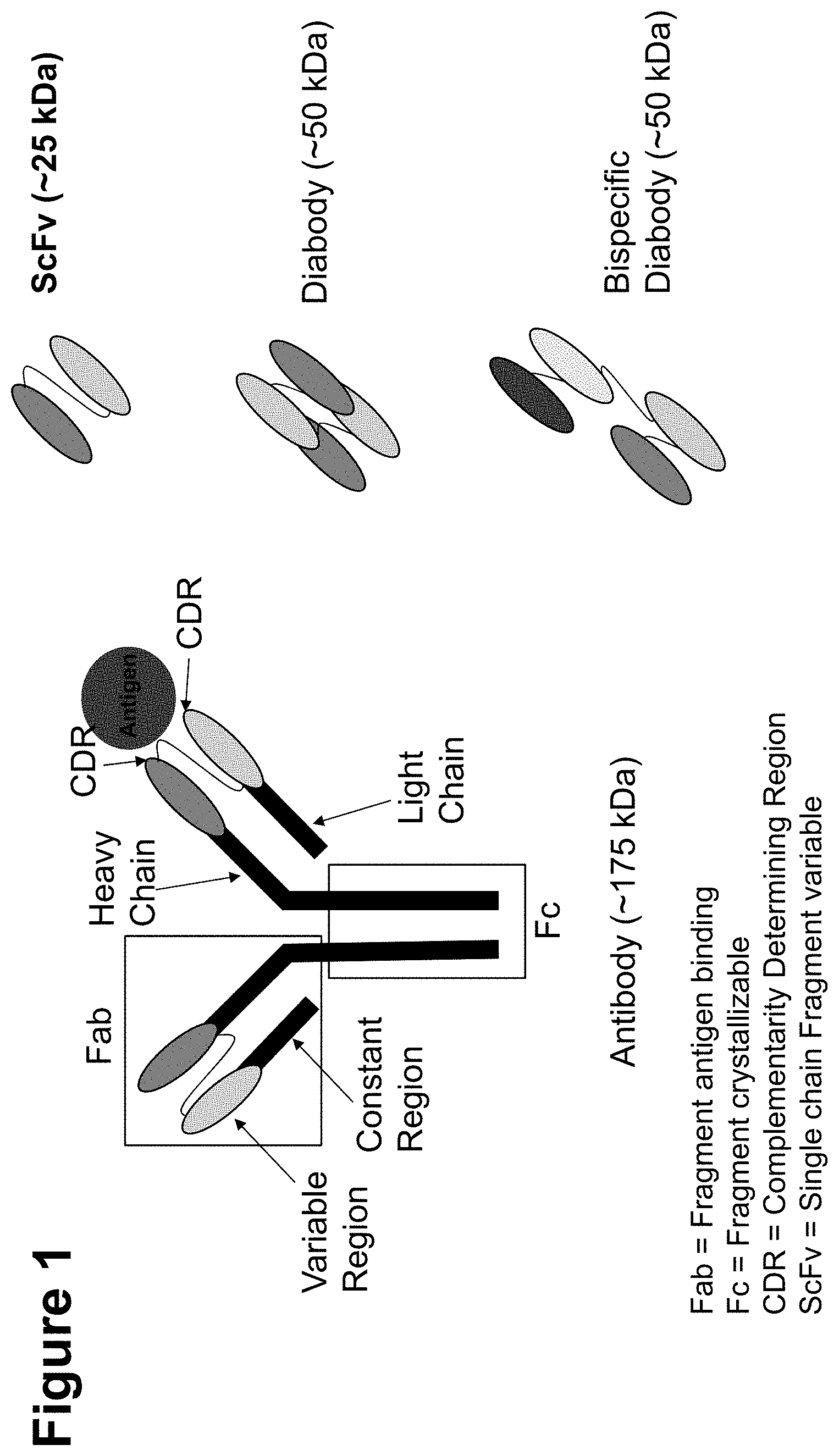 Patent US11793888 — Methods and compositions for engineering immunity — Figure 1
