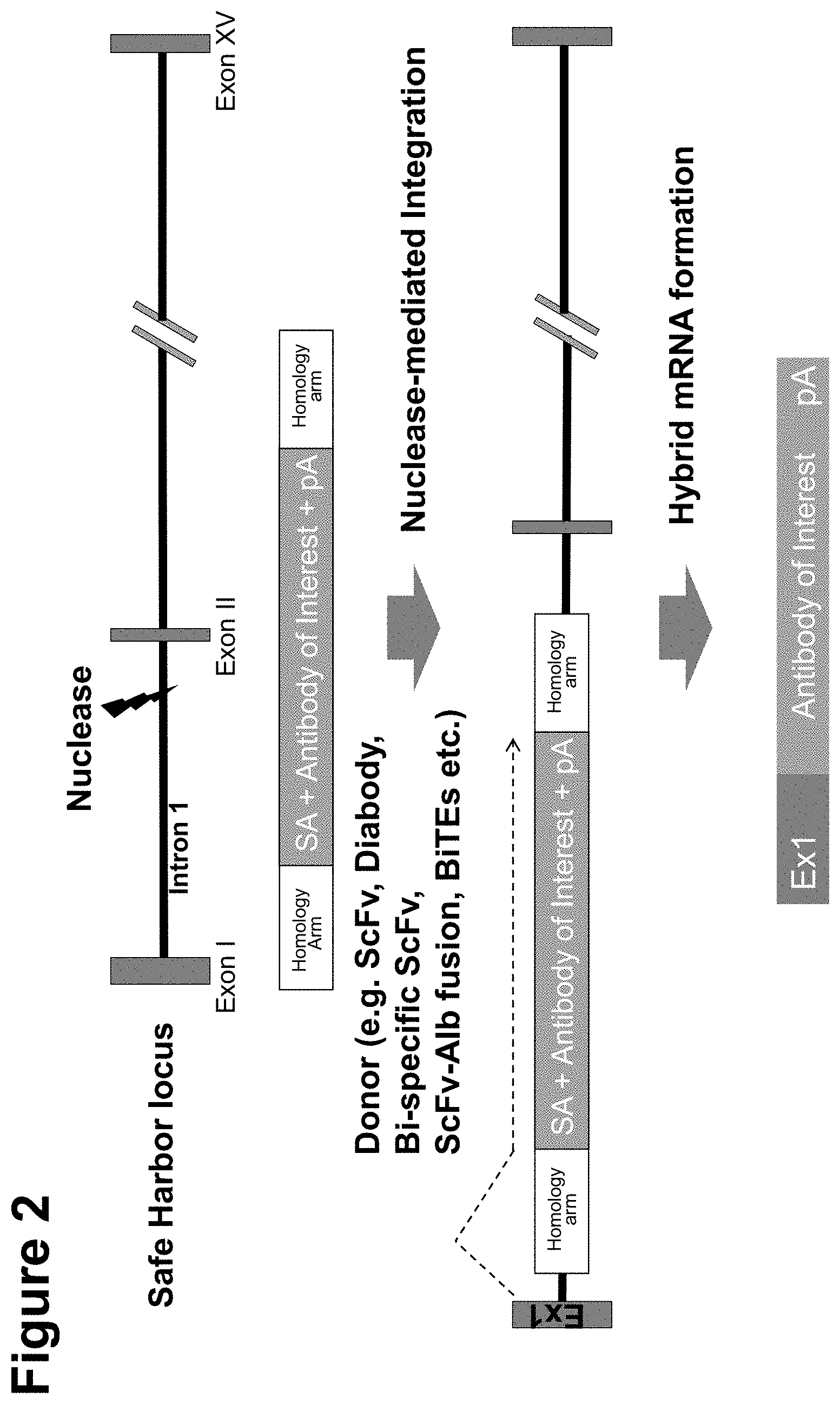 Patent US11793888 Figure 2 – Methods and compositions for engineering immunity