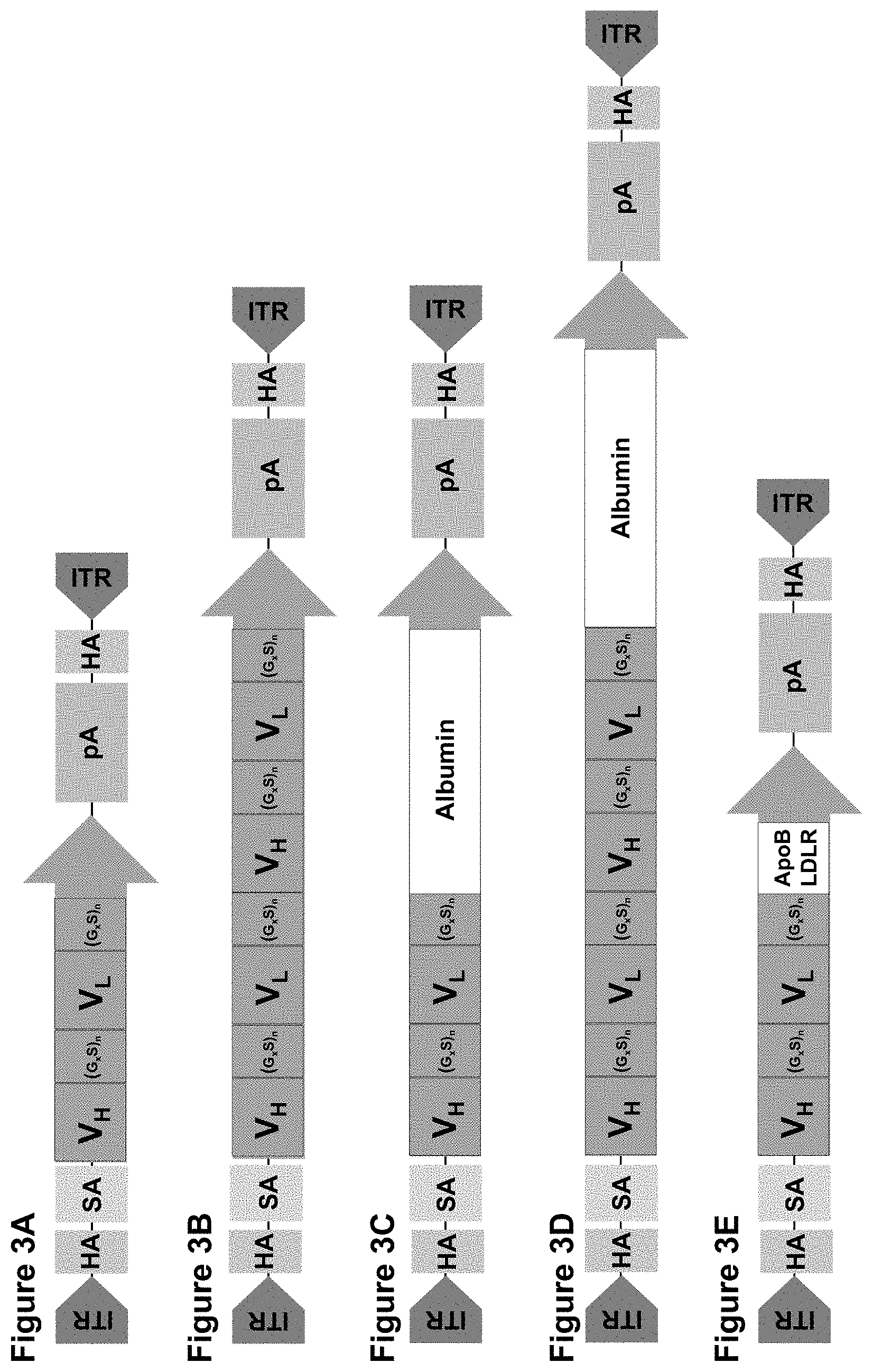 Patent US11793888 Figure 3 – Methods and compositions for engineering immunity