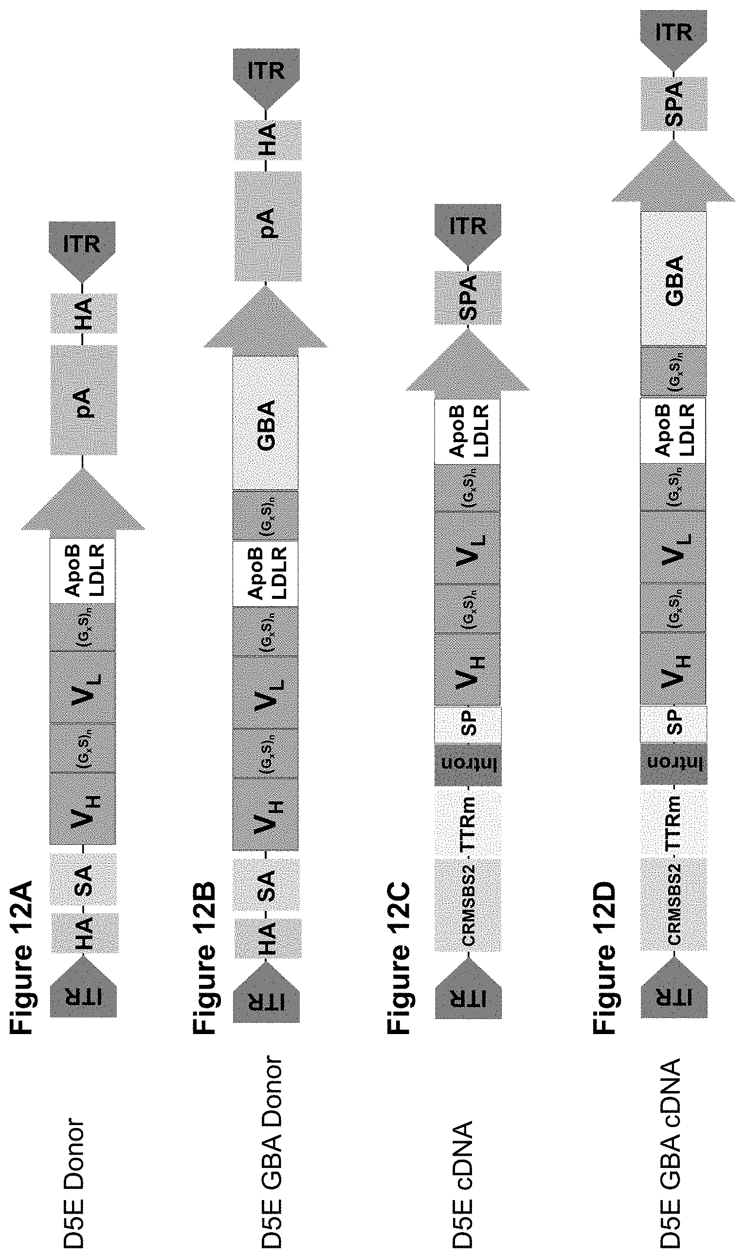 Patent US11793888 Figure 12 – Methods and compositions for engineering immunity