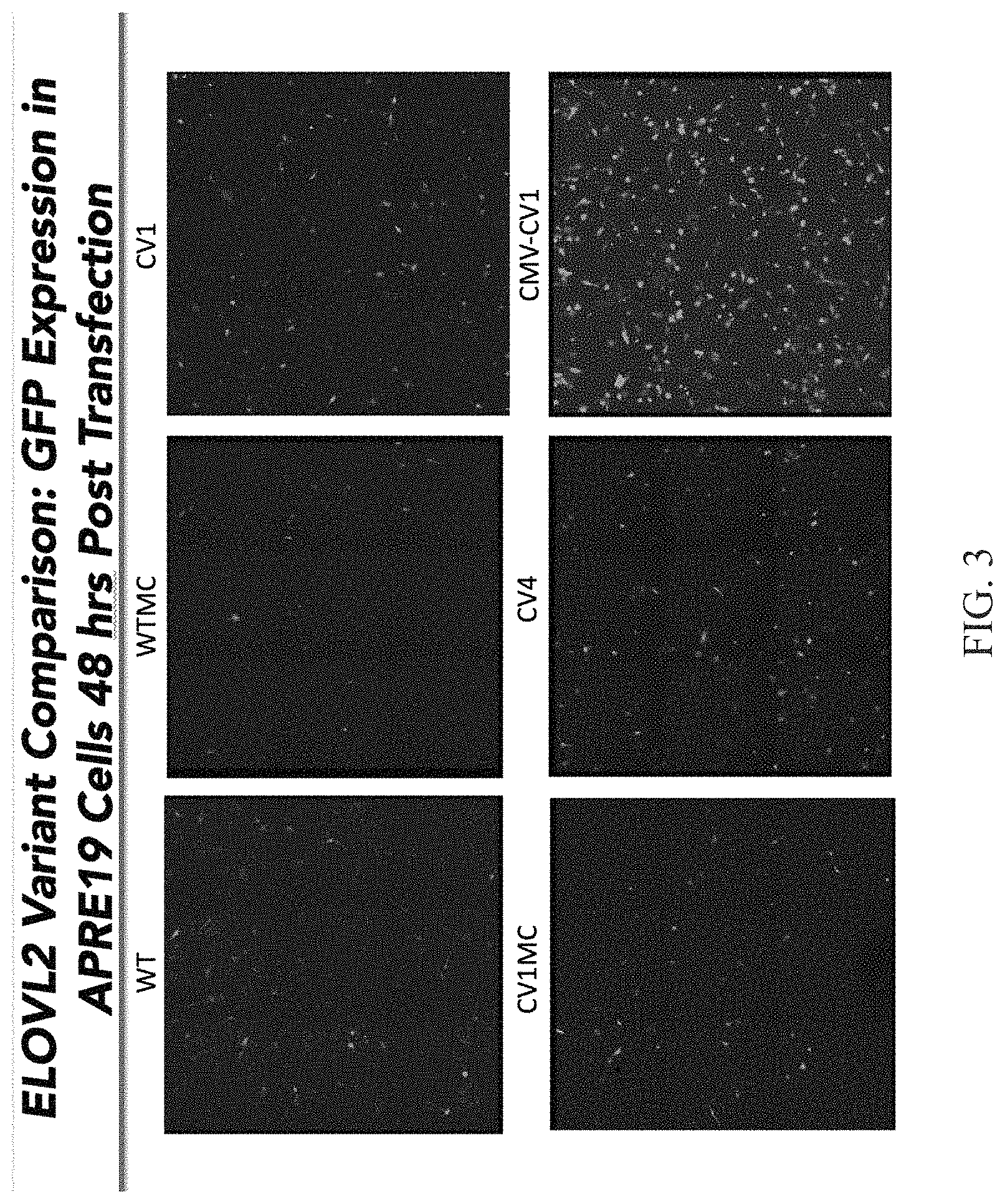 Patent US11793890 Figure 3 – ELOVL2 constructs for human gene therapy