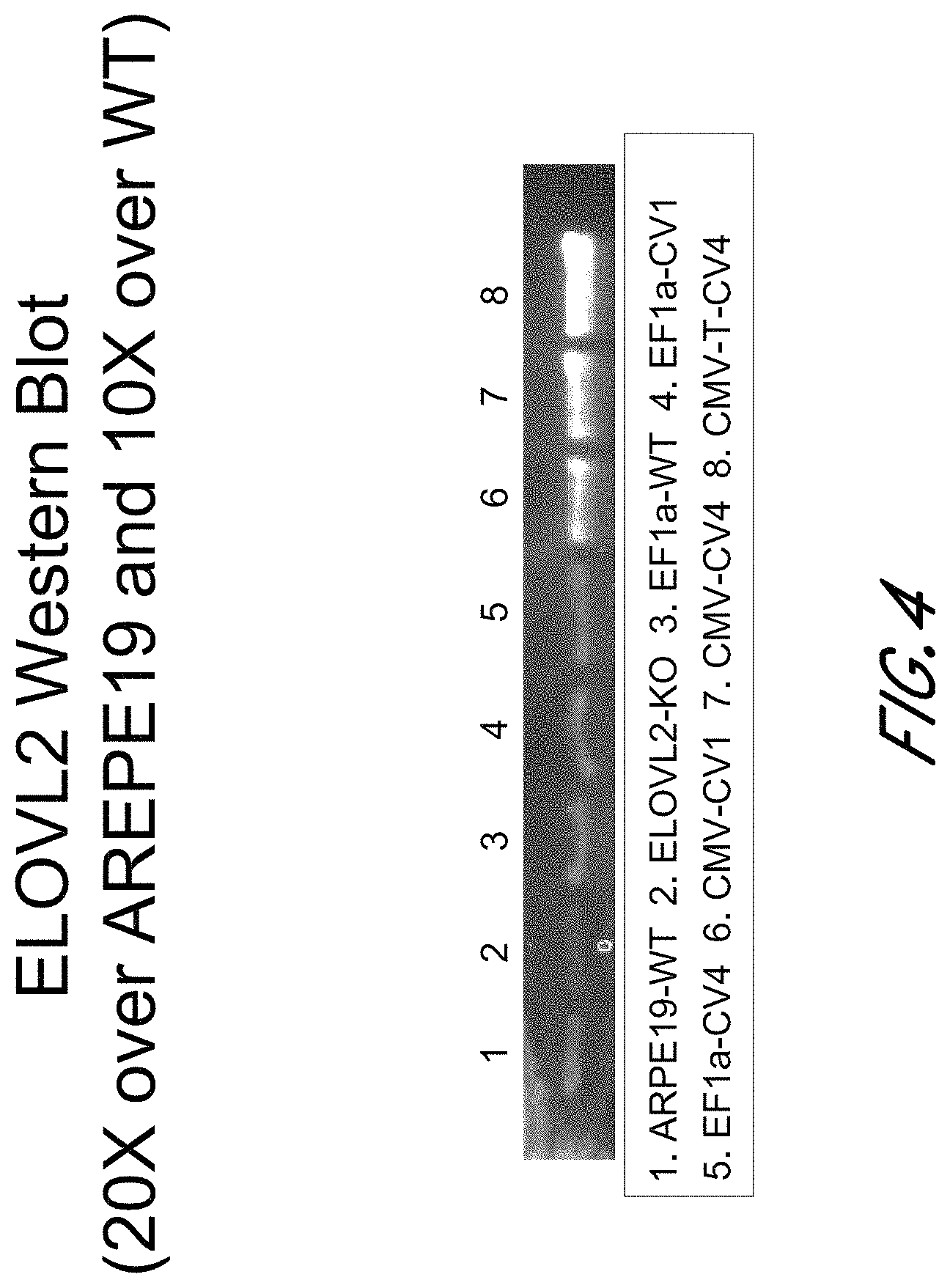 Patent US11793890 Figure 4 – ELOVL2 constructs for human gene therapy