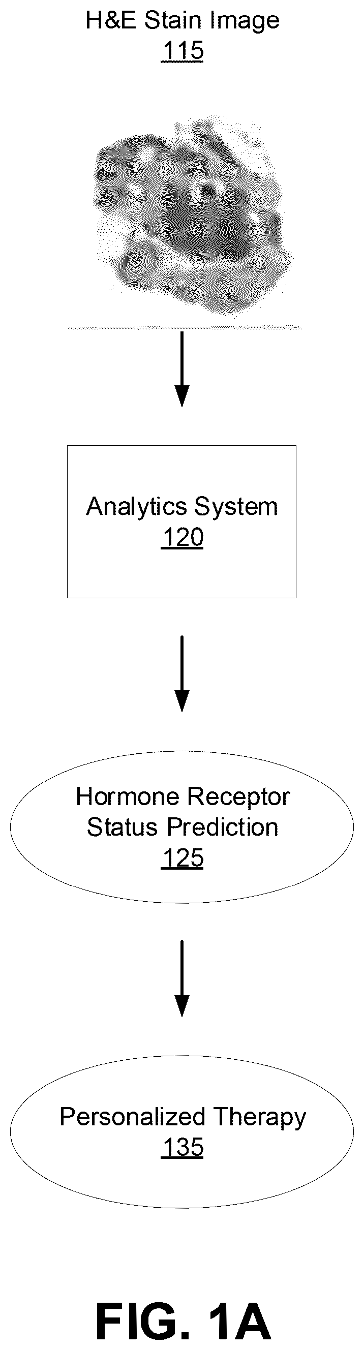 Patent US11810298 Figure 1 – Machine-learned hormone status prediction from image analysis