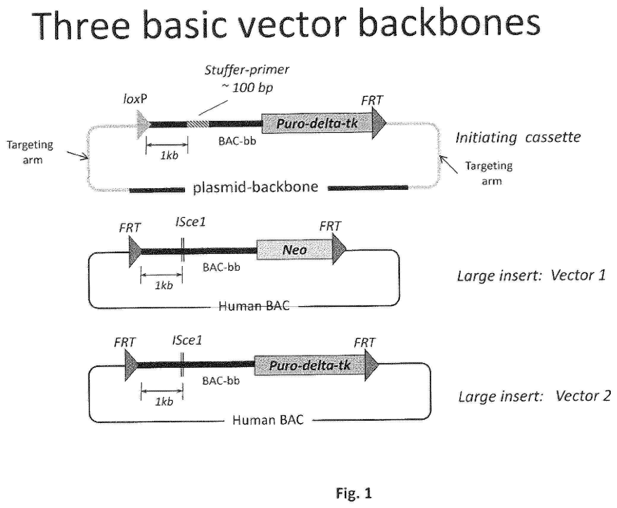 Patent US11812731 — Animal models and therapeutic molecules — Figure 1