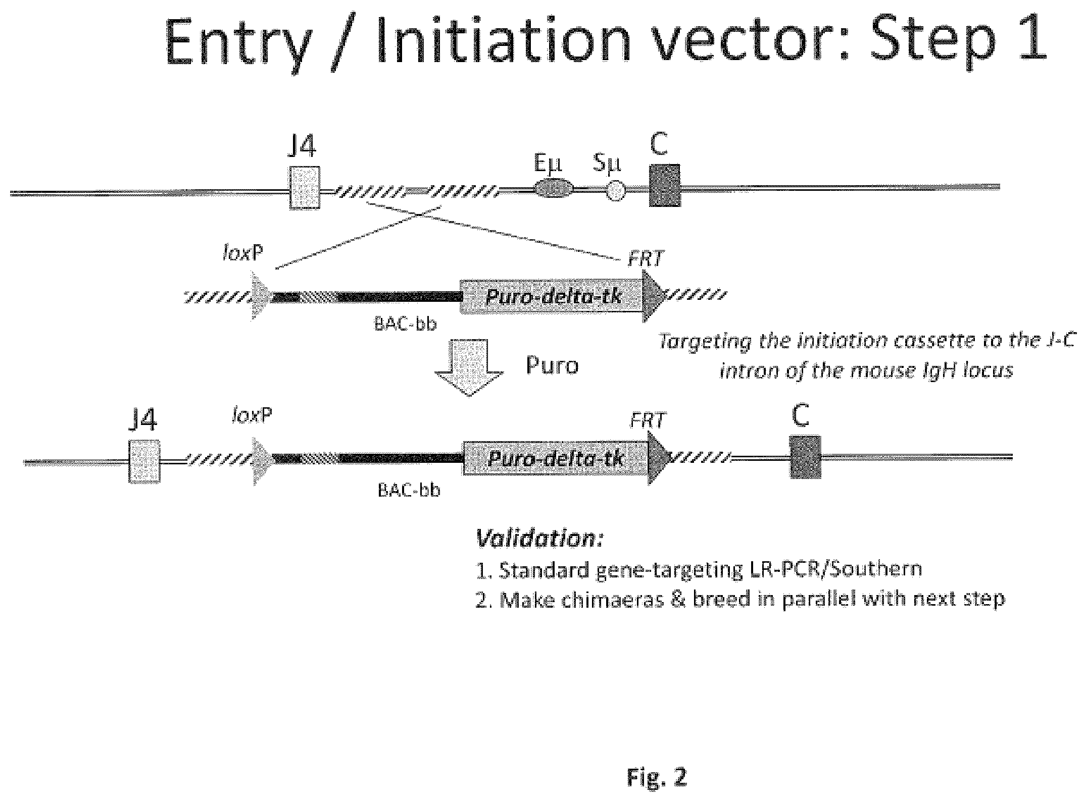 Patent US11812731 Figure 2 – Animal models and therapeutic molecules