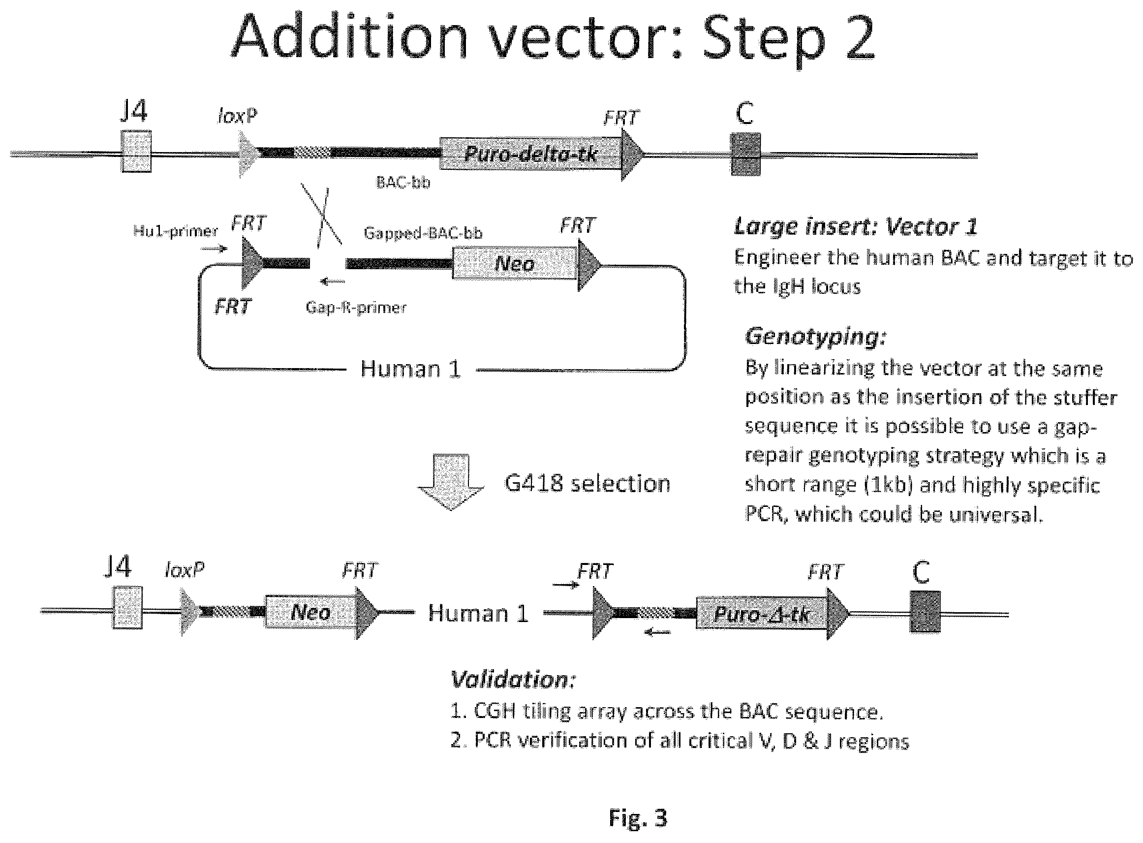 Patent US11812731 Figure 3 – Animal models and therapeutic molecules