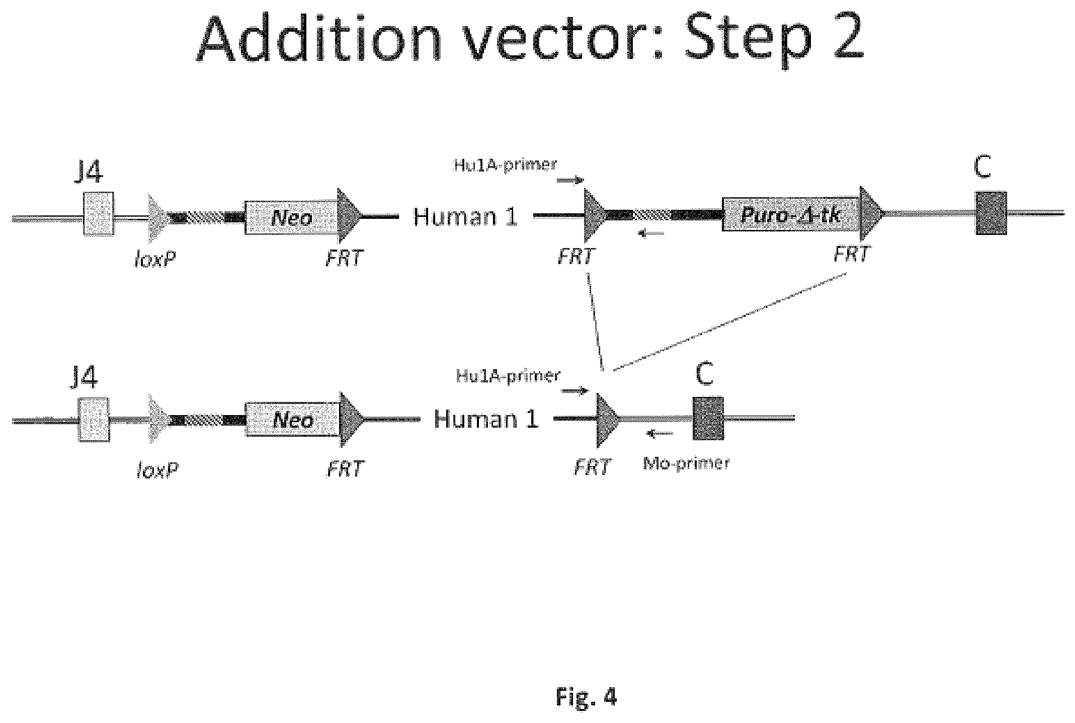 Patent US11812731 Figure 4 – Animal models and therapeutic molecules