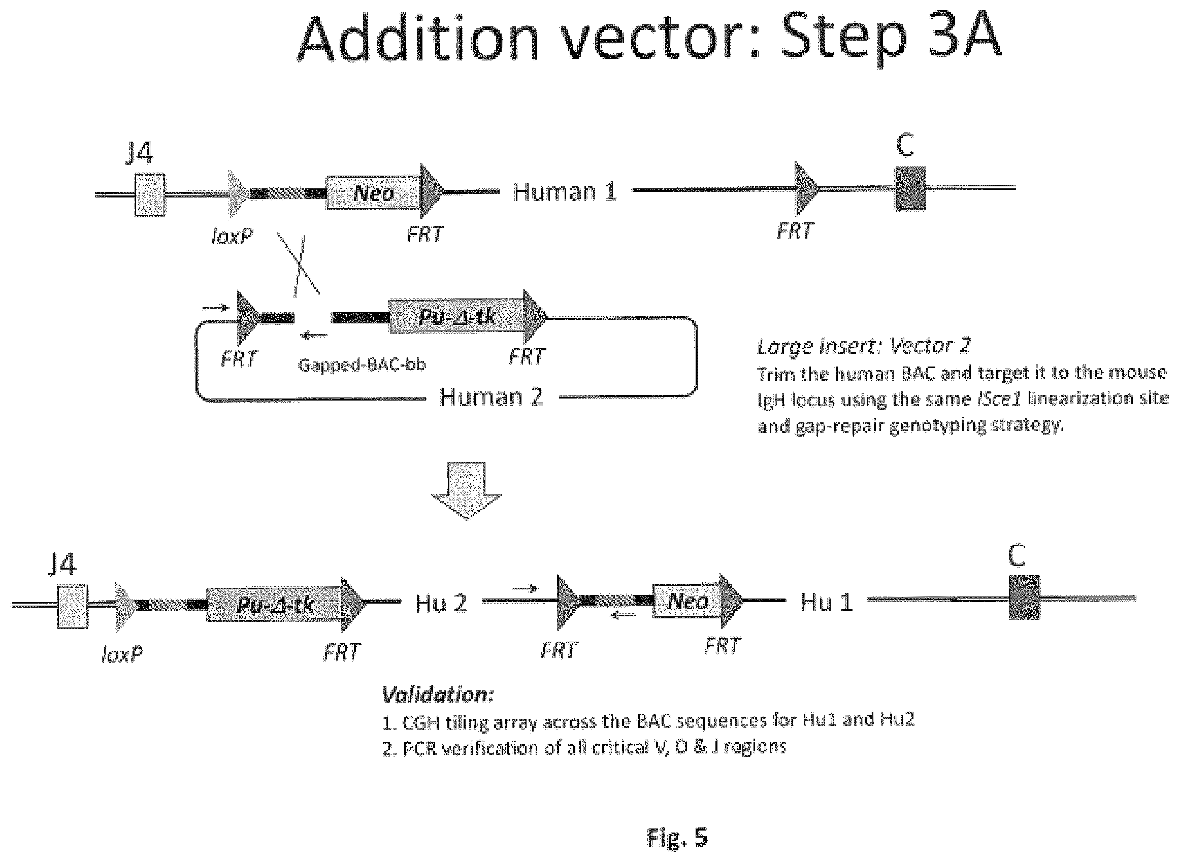 Patent US11812731 Figure 5 – Animal models and therapeutic molecules