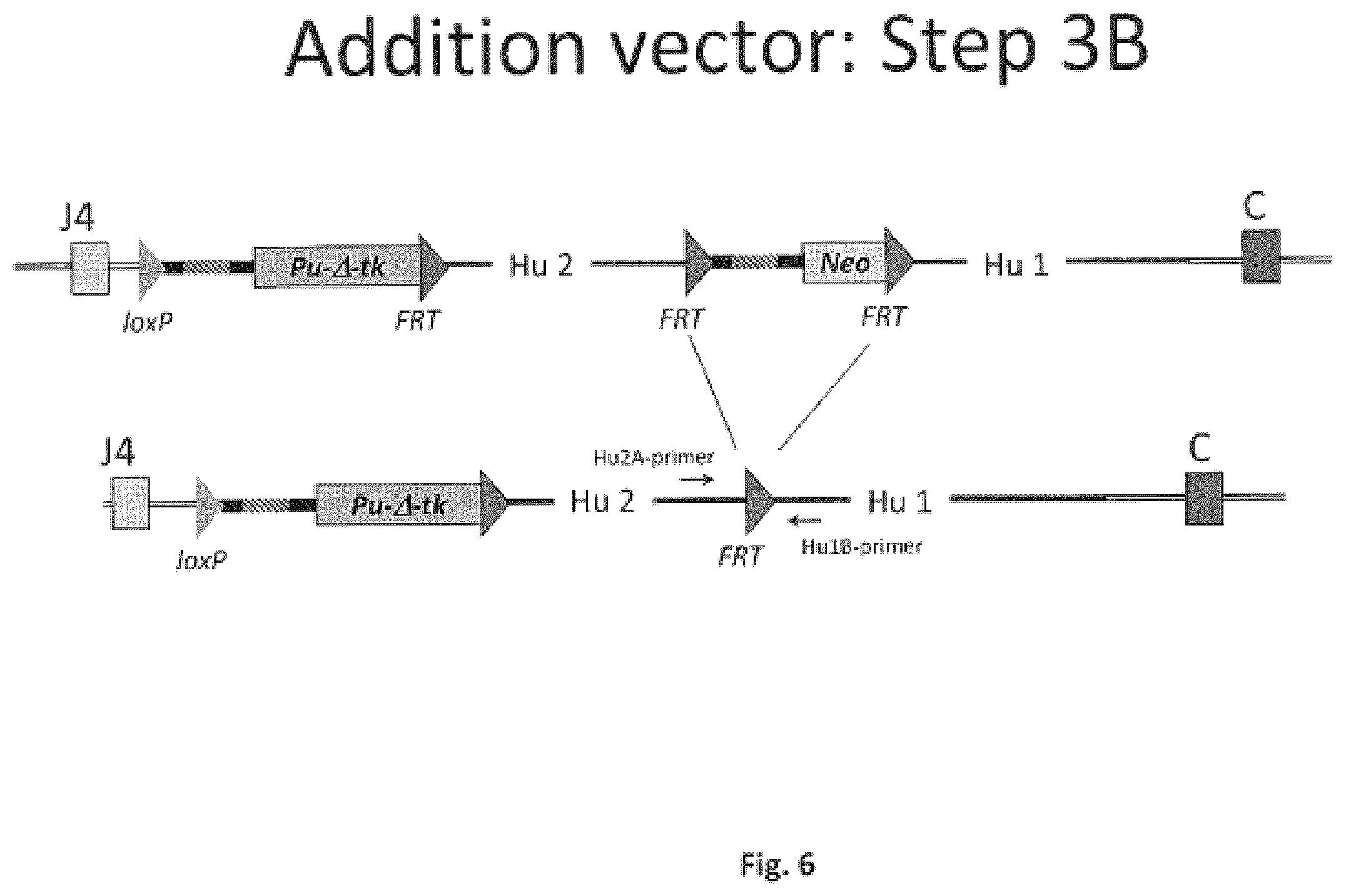Patent US11812731 Figure 6 – Animal models and therapeutic molecules