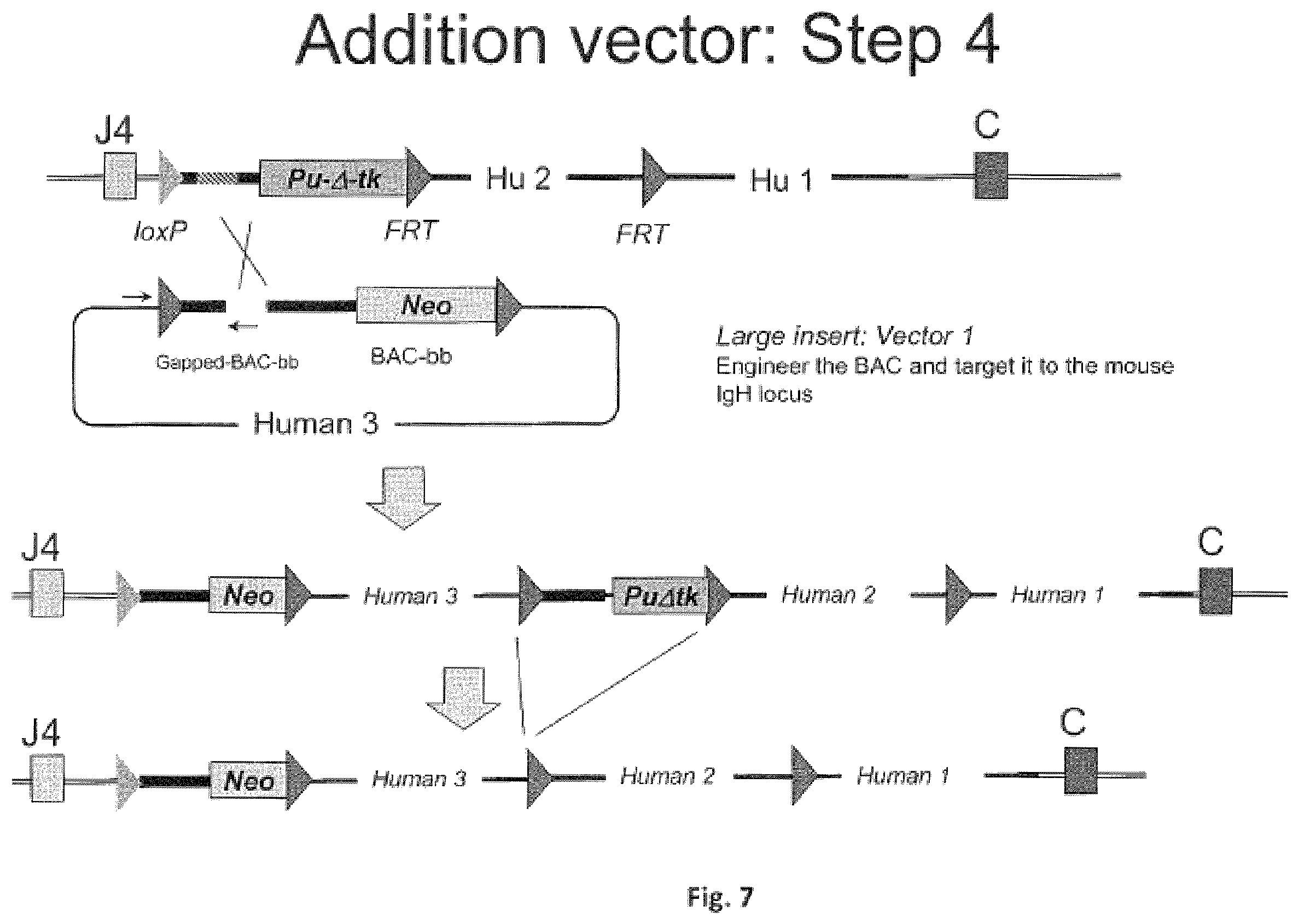 Patent US11812731 Figure 7 – Animal models and therapeutic molecules