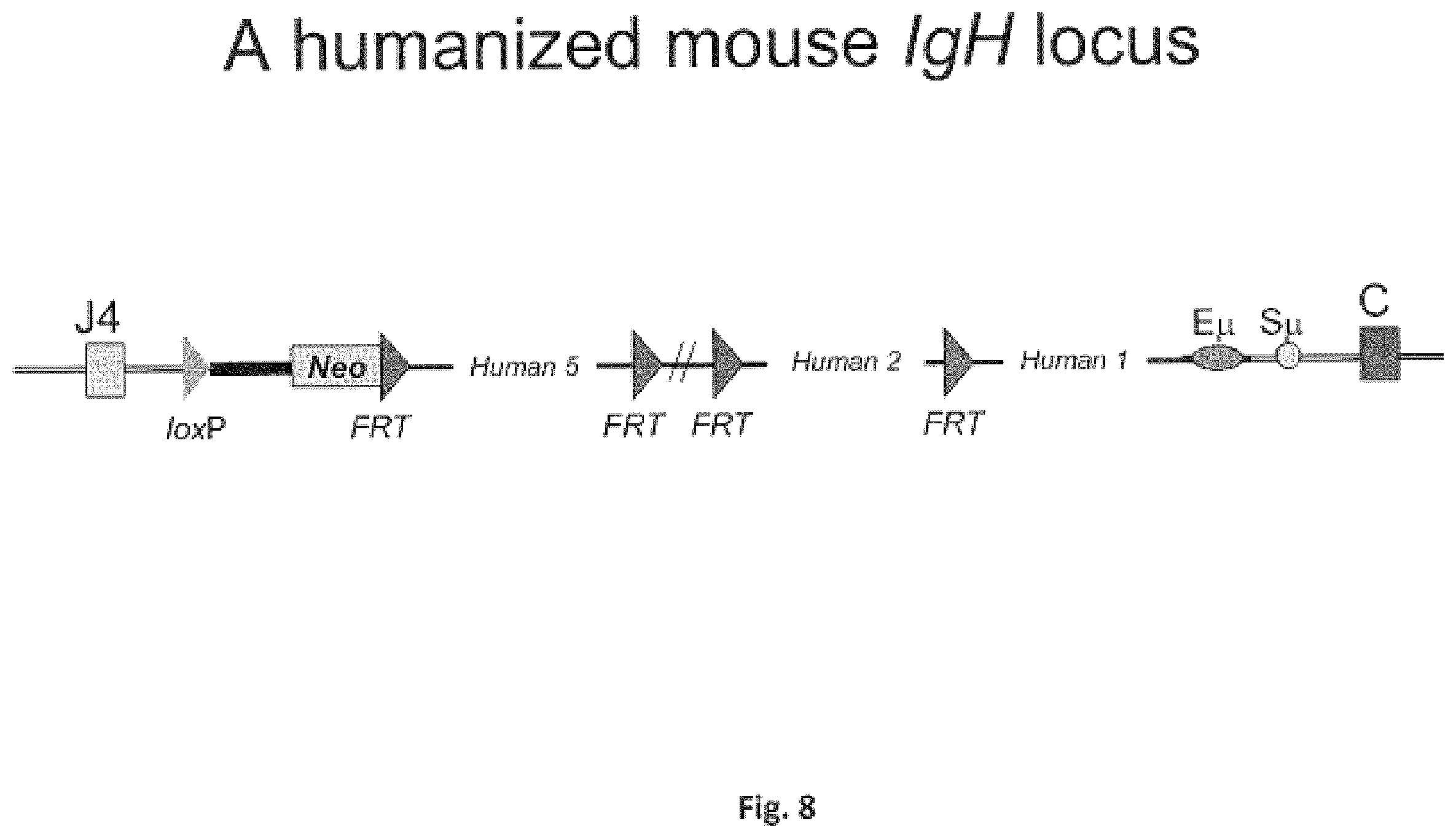 Patent US11812731 Figure 8 – Animal models and therapeutic molecules