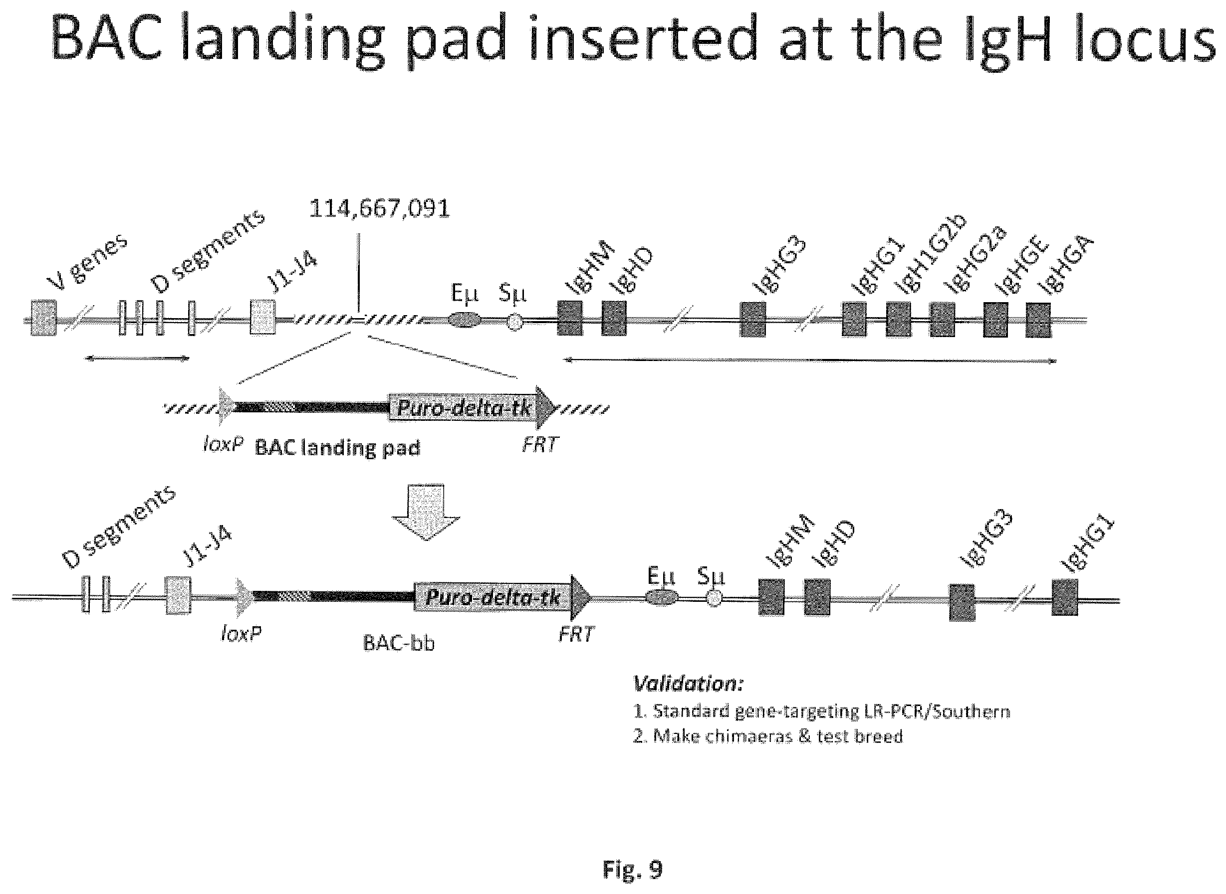 Patent US11812731 Figure 9 – Animal models and therapeutic molecules