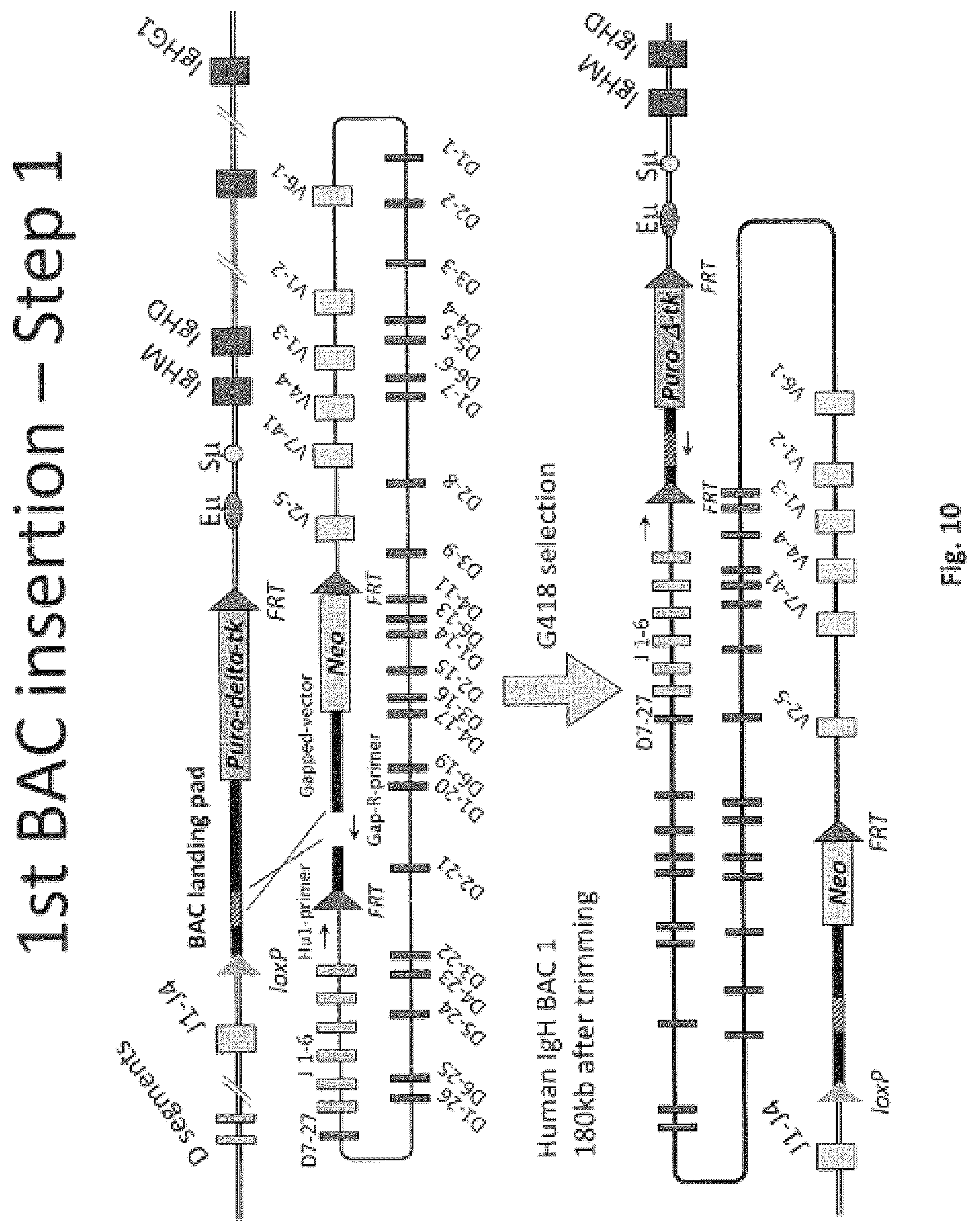 Patent US11812731 Figure 10 – Animal models and therapeutic molecules