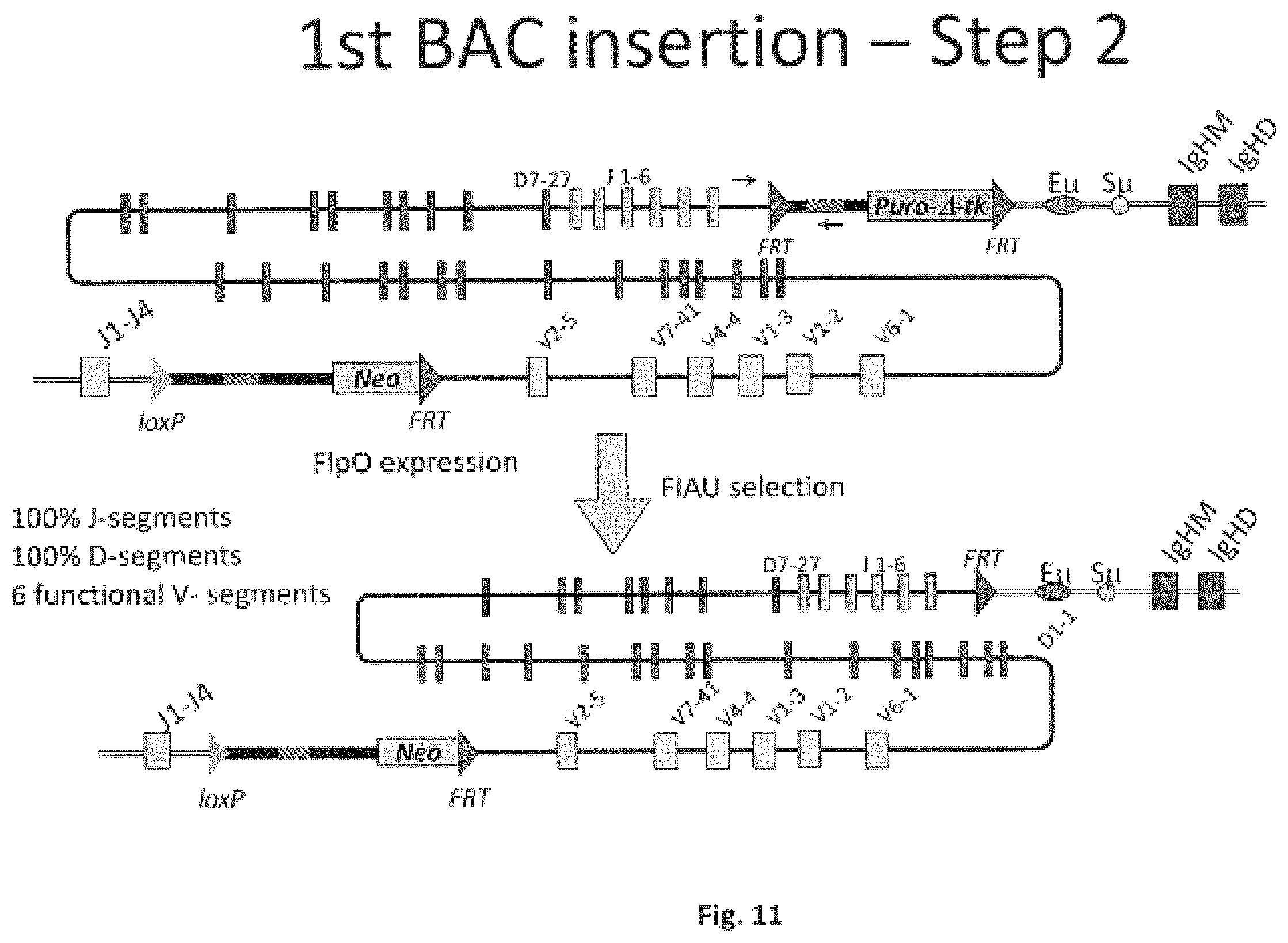 Patent US11812731 Figure 11 – Animal models and therapeutic molecules