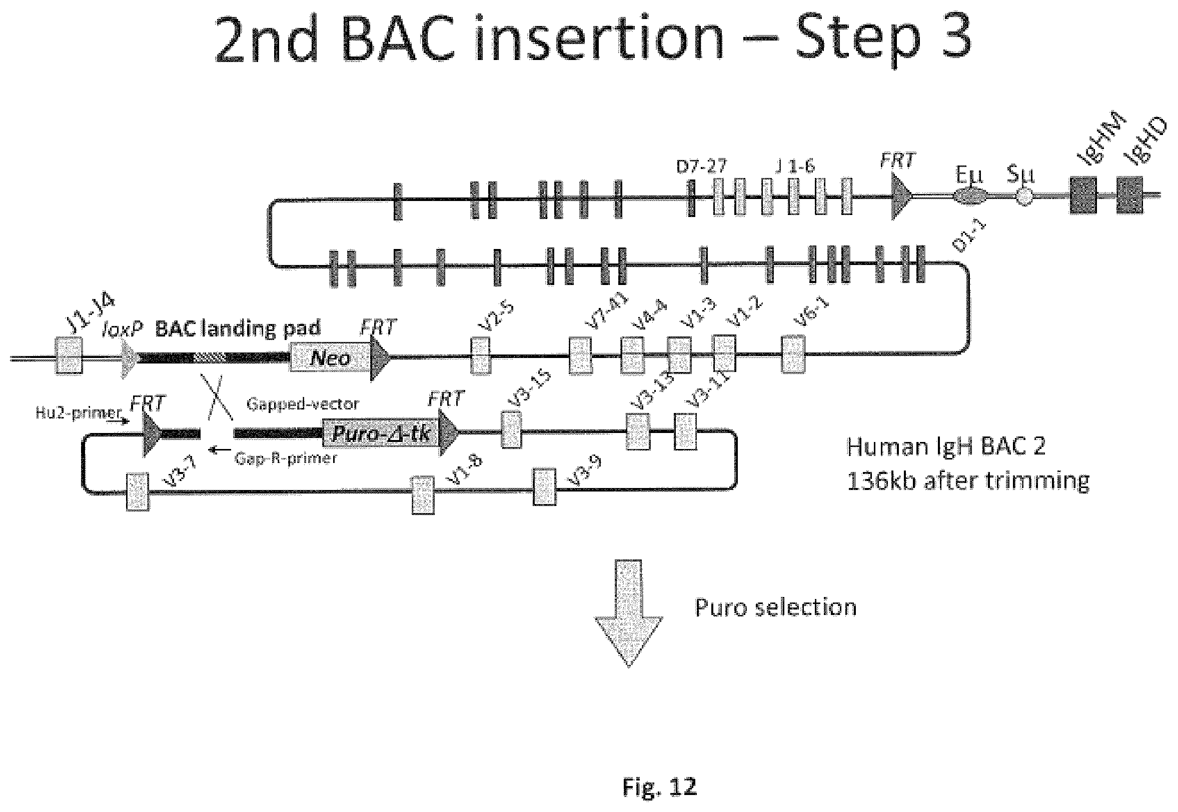 Patent US11812731 Figure 12 – Animal models and therapeutic molecules