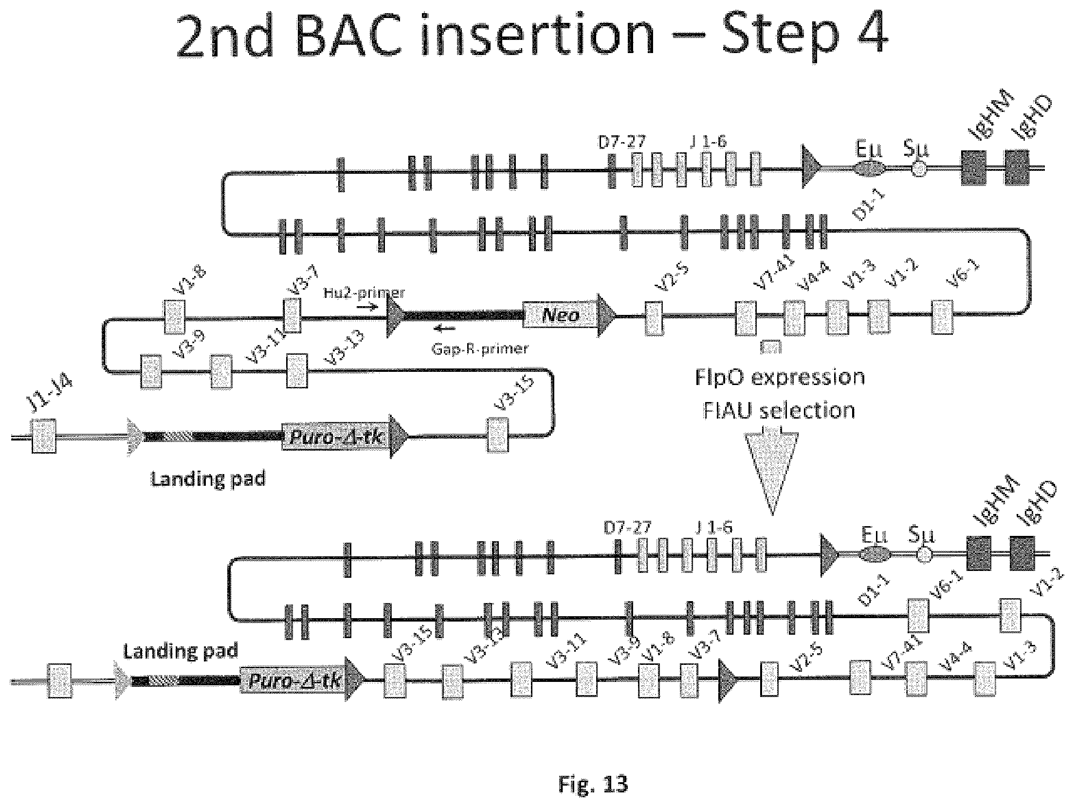 Patent US11812731 Figure 13 – Animal models and therapeutic molecules