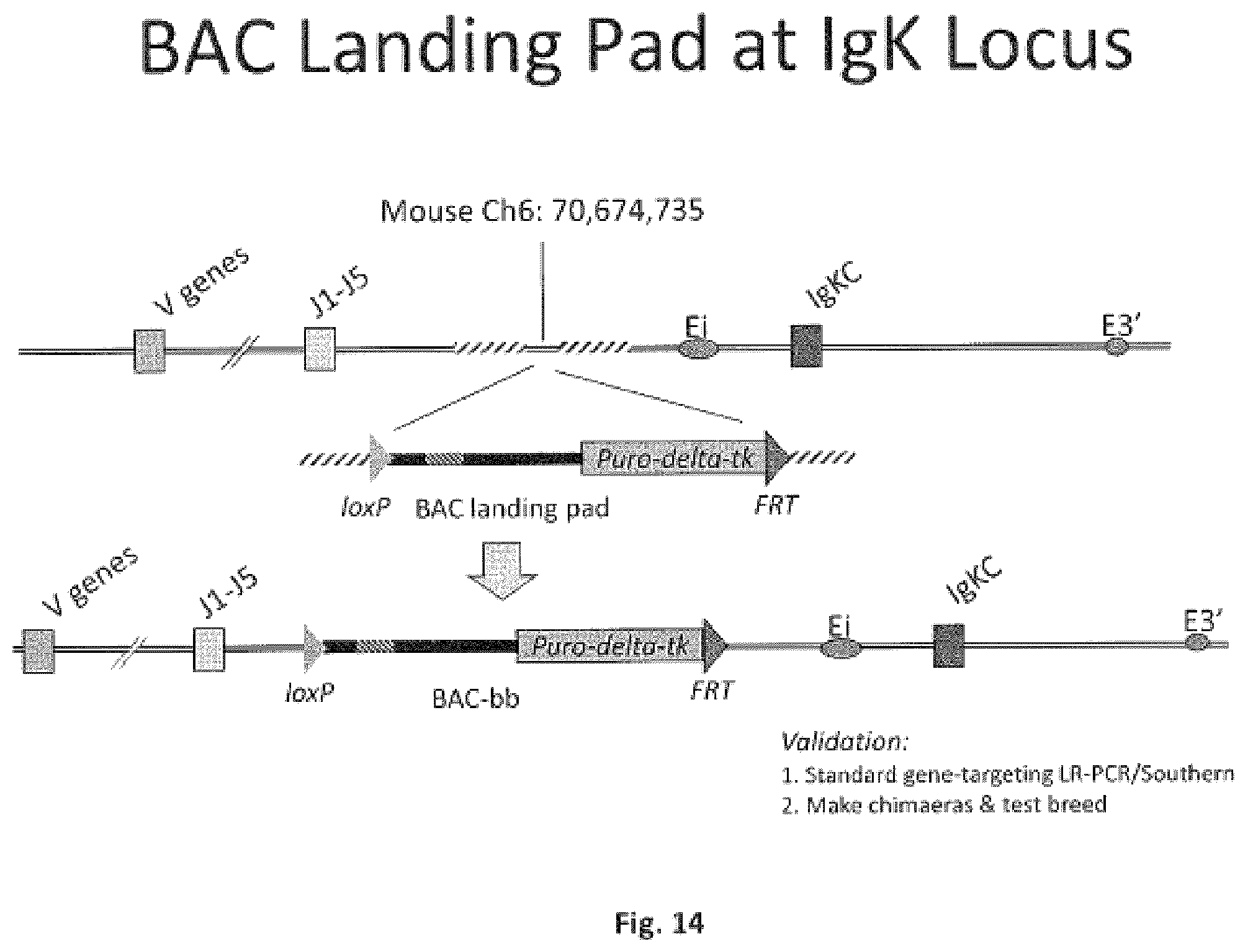 Patent US11812731 Figure 14 – Animal models and therapeutic molecules