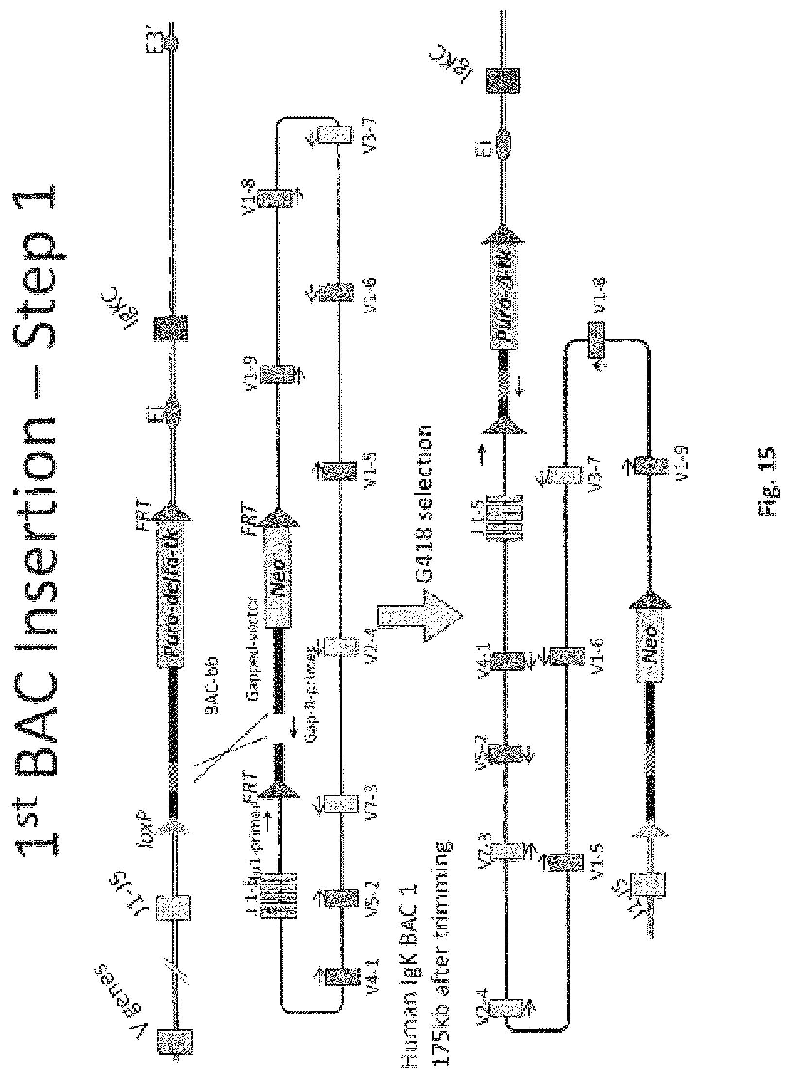 Patent US11812731 Figure 15 – Animal models and therapeutic molecules