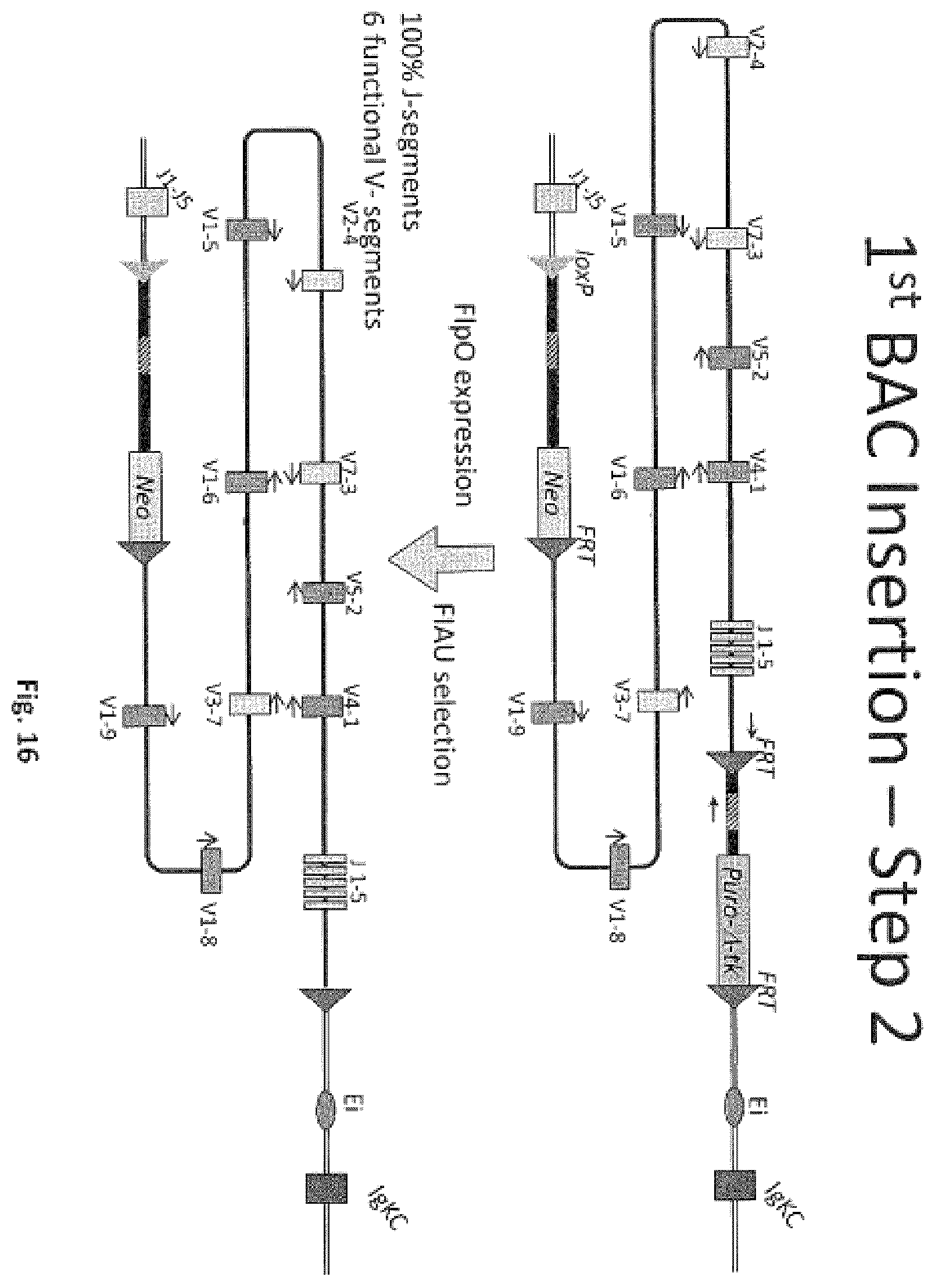 Patent US11812731 Figure 16 – Animal models and therapeutic molecules