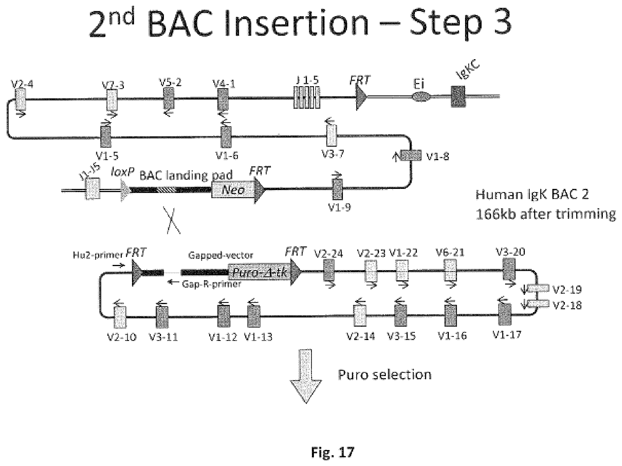 Patent US11812731 Figure 17 – Animal models and therapeutic molecules
