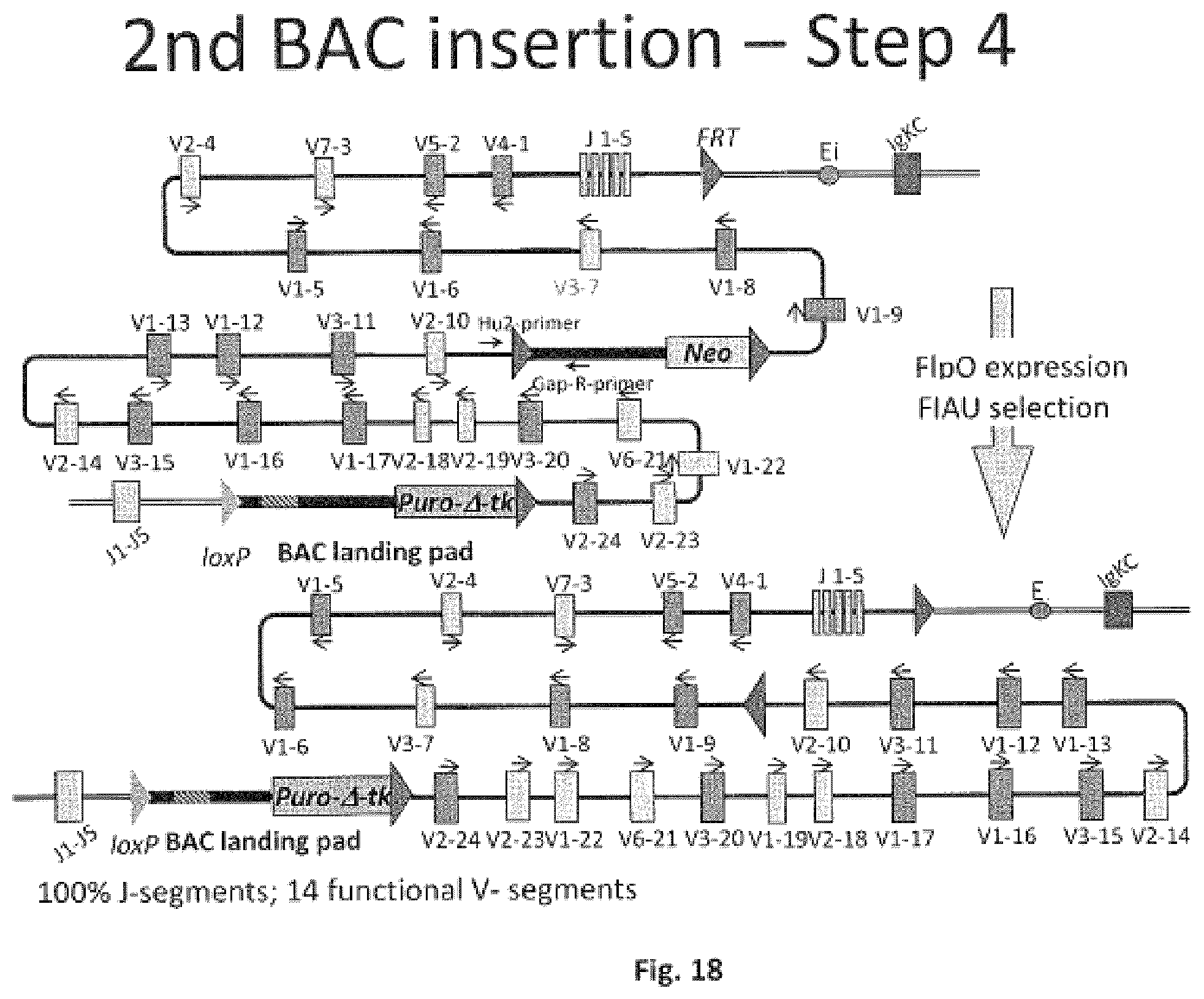 Patent US11812731 Figure 18 – Animal models and therapeutic molecules
