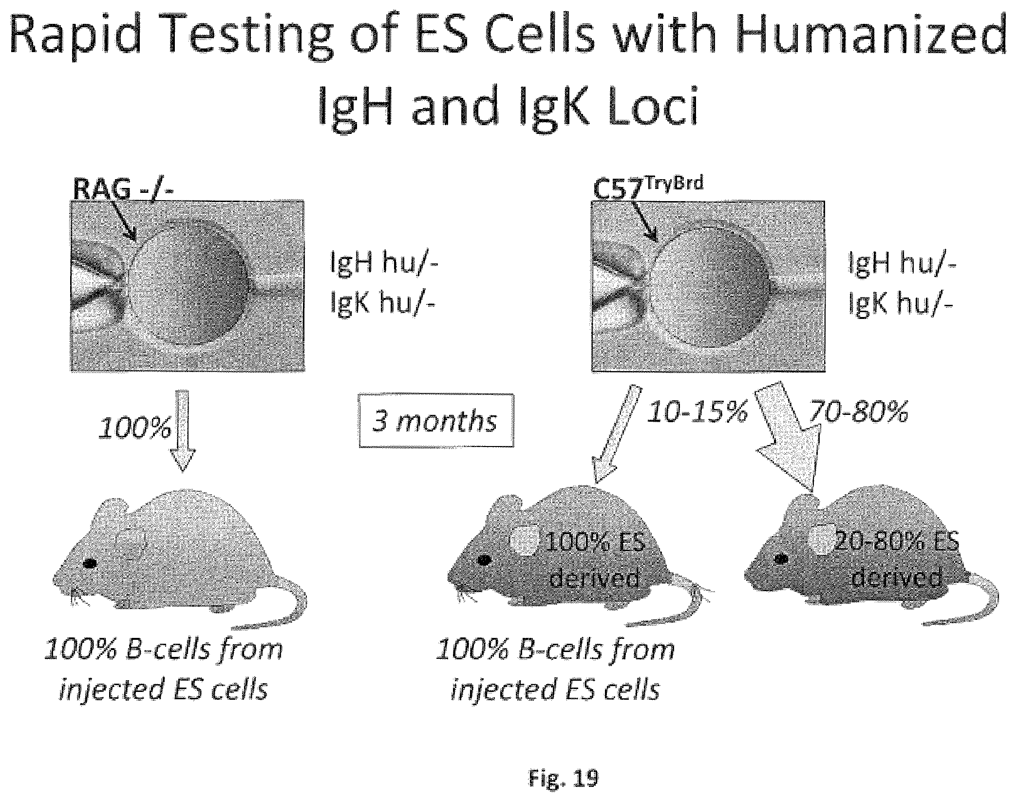 Patent US11812731 Figure 19 – Animal models and therapeutic molecules