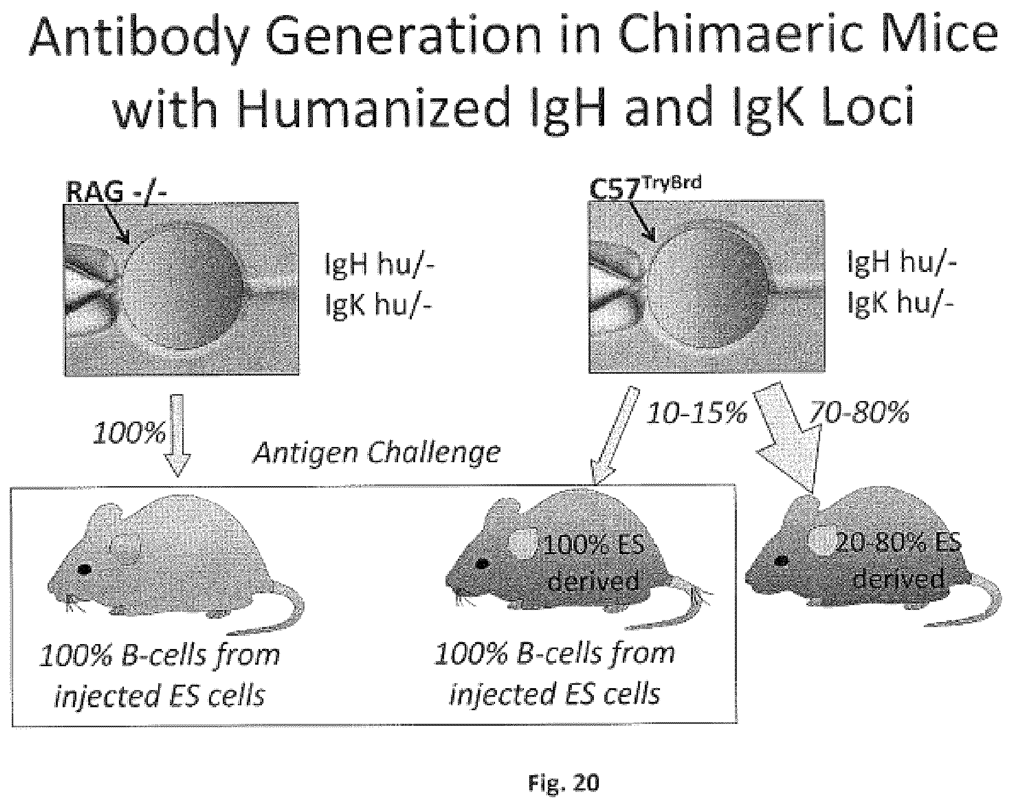Patent US11812731 Figure 20 – Animal models and therapeutic molecules
