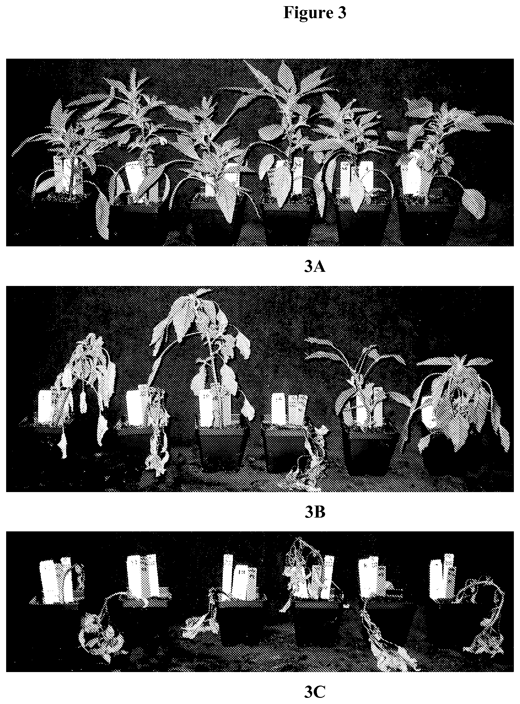 Patent US11812738 Figure 3 – 