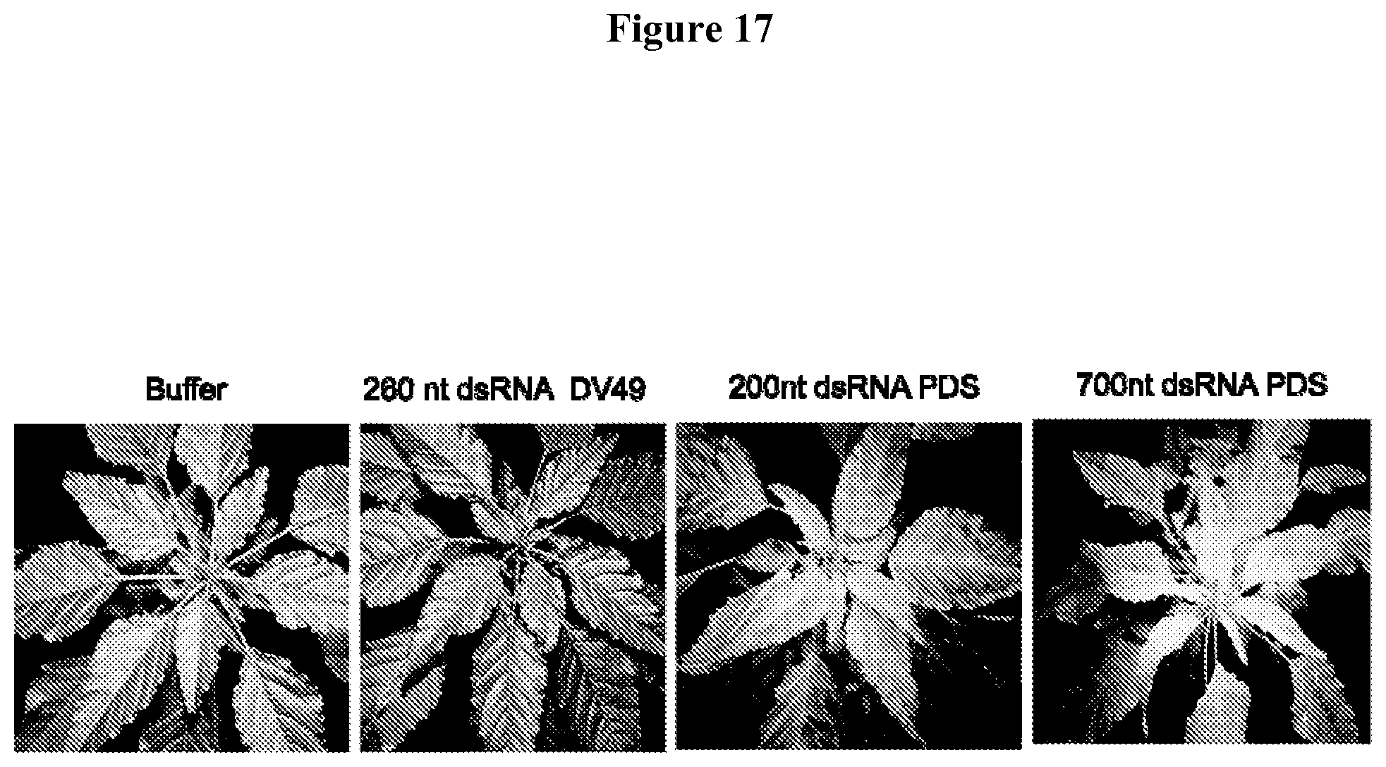 Patent US11812738 Figure 20 – 