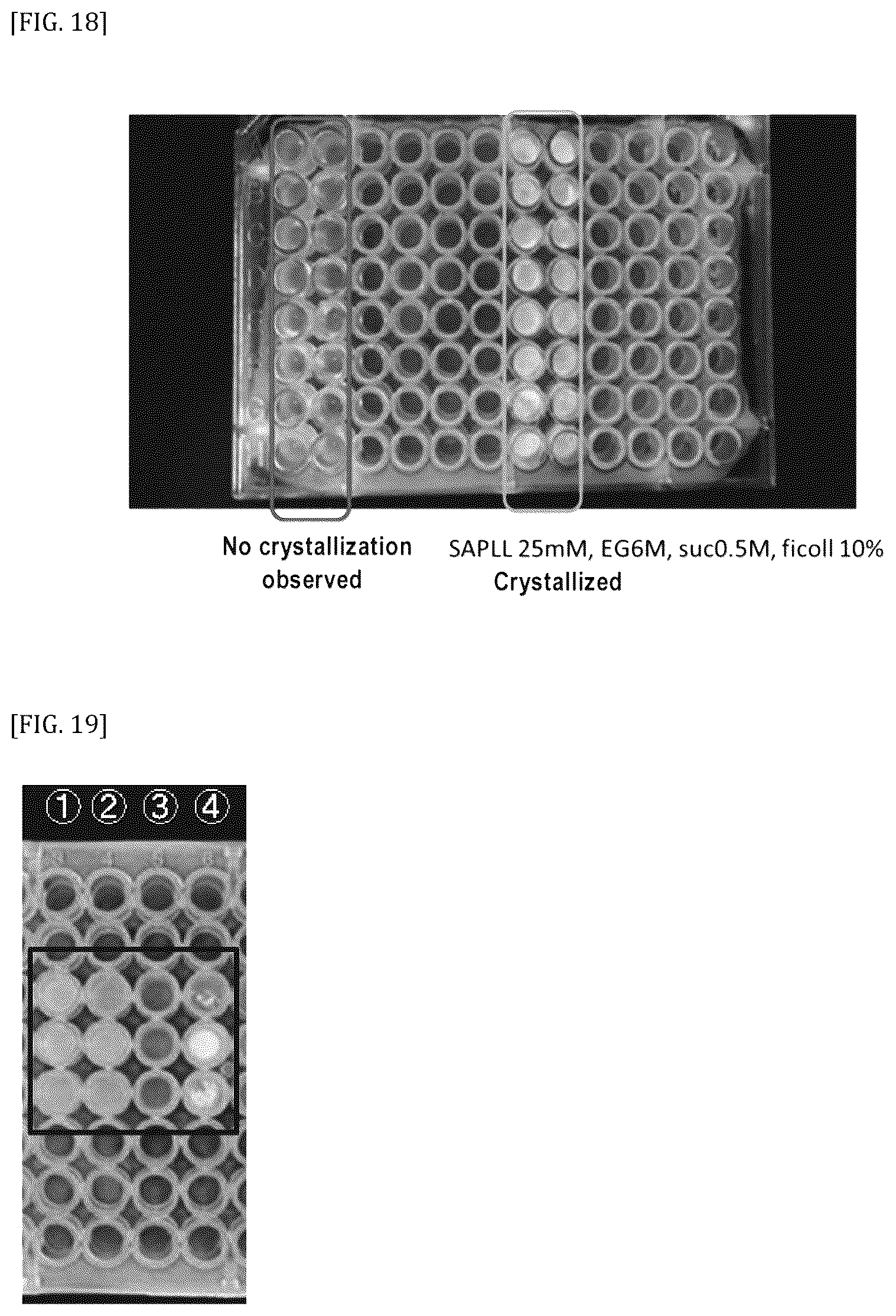 Patent US11812739 Figure 19 – Vitreous state stabilizing agent for animal cell cryopreservation solution