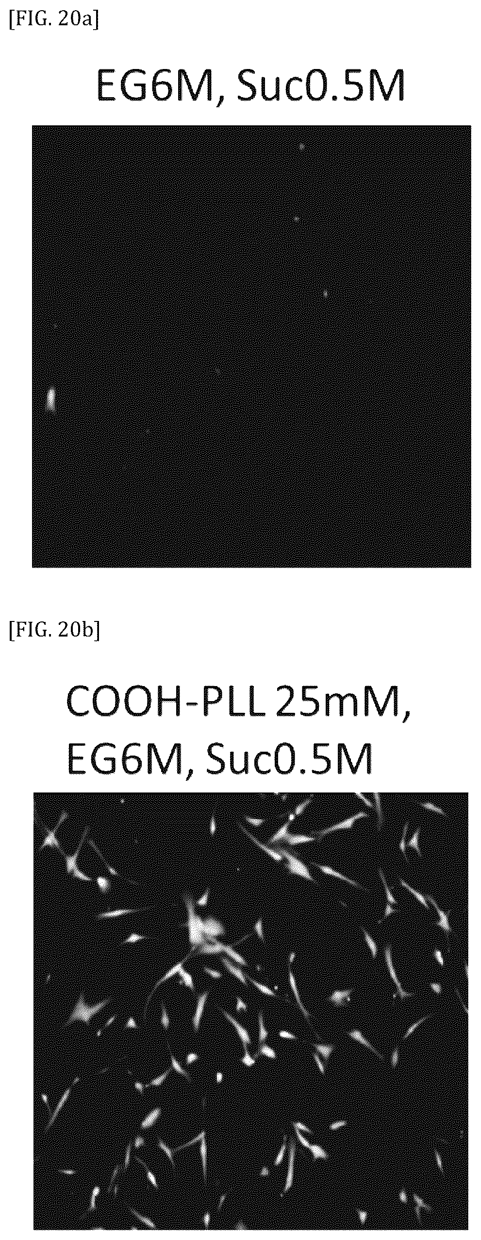 Patent US11812739 Figure 20 – Vitreous state stabilizing agent for animal cell cryopreservation solution