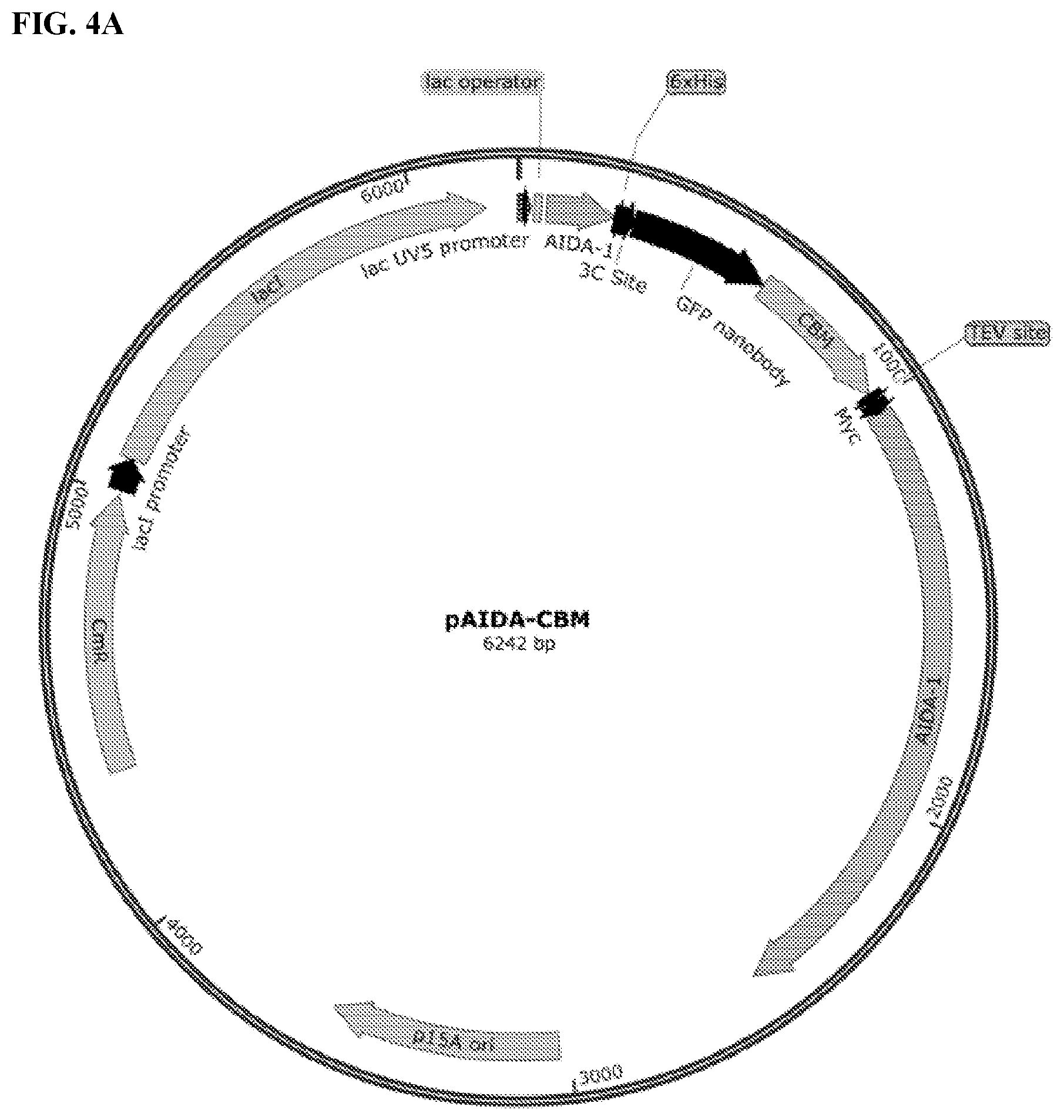 Patent US11812743 Figure 4 – Compositions and methods for scalable production and delivery of biologicals