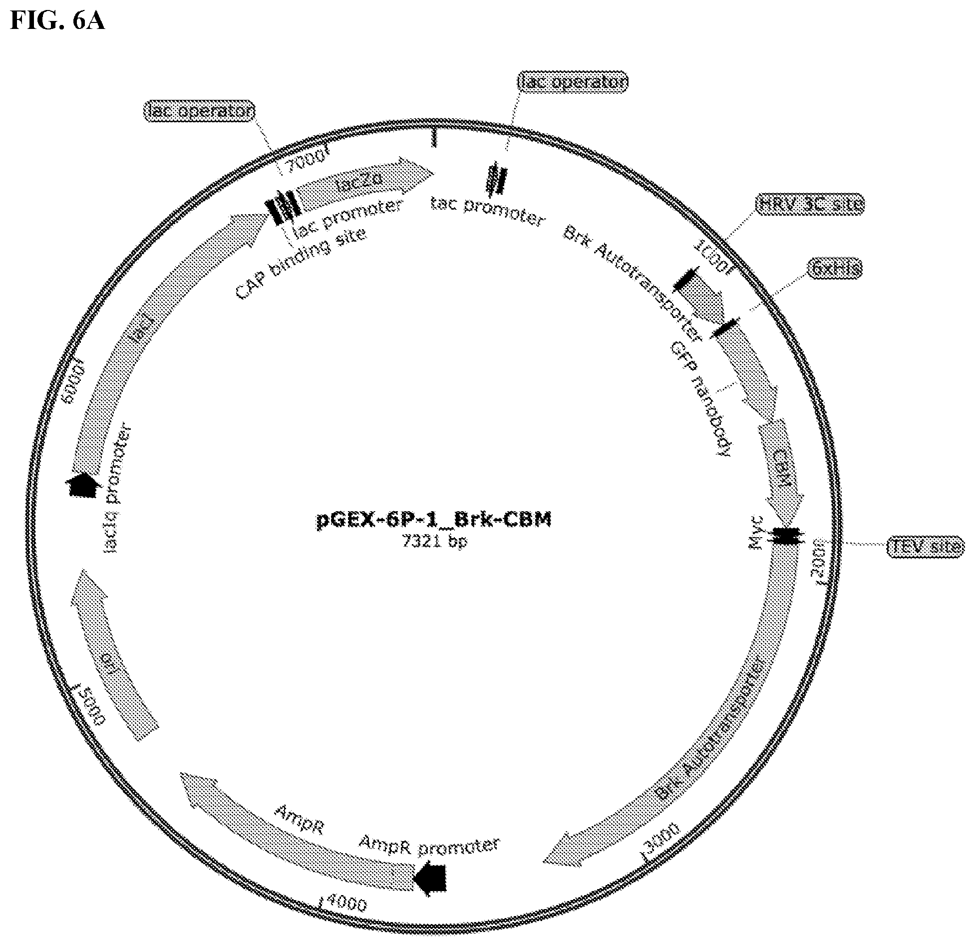 Patent US11812743 Figure 8 – Compositions and methods for scalable production and delivery of biologicals