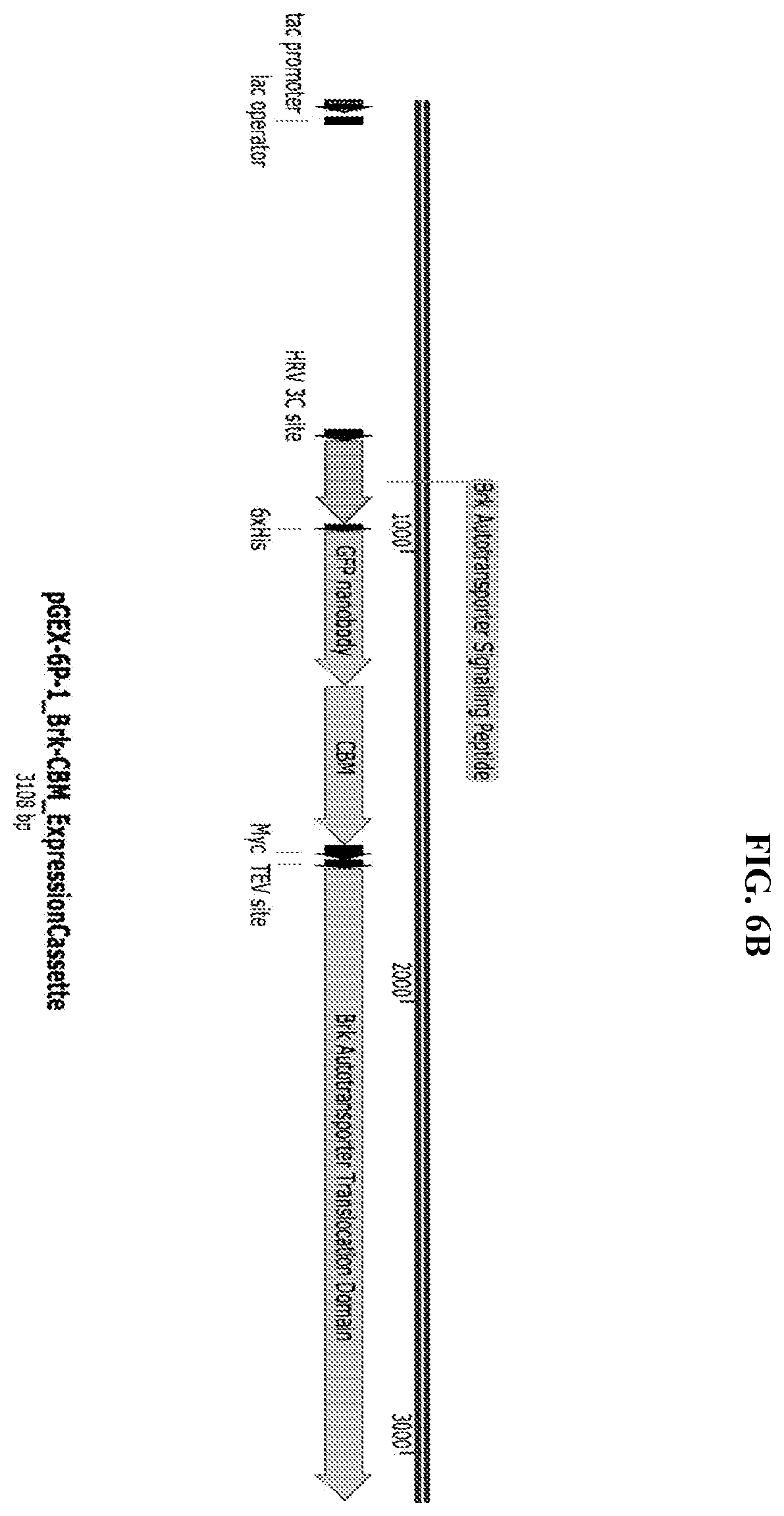Patent US11812743 Figure 9 – Compositions and methods for scalable production and delivery of biologicals