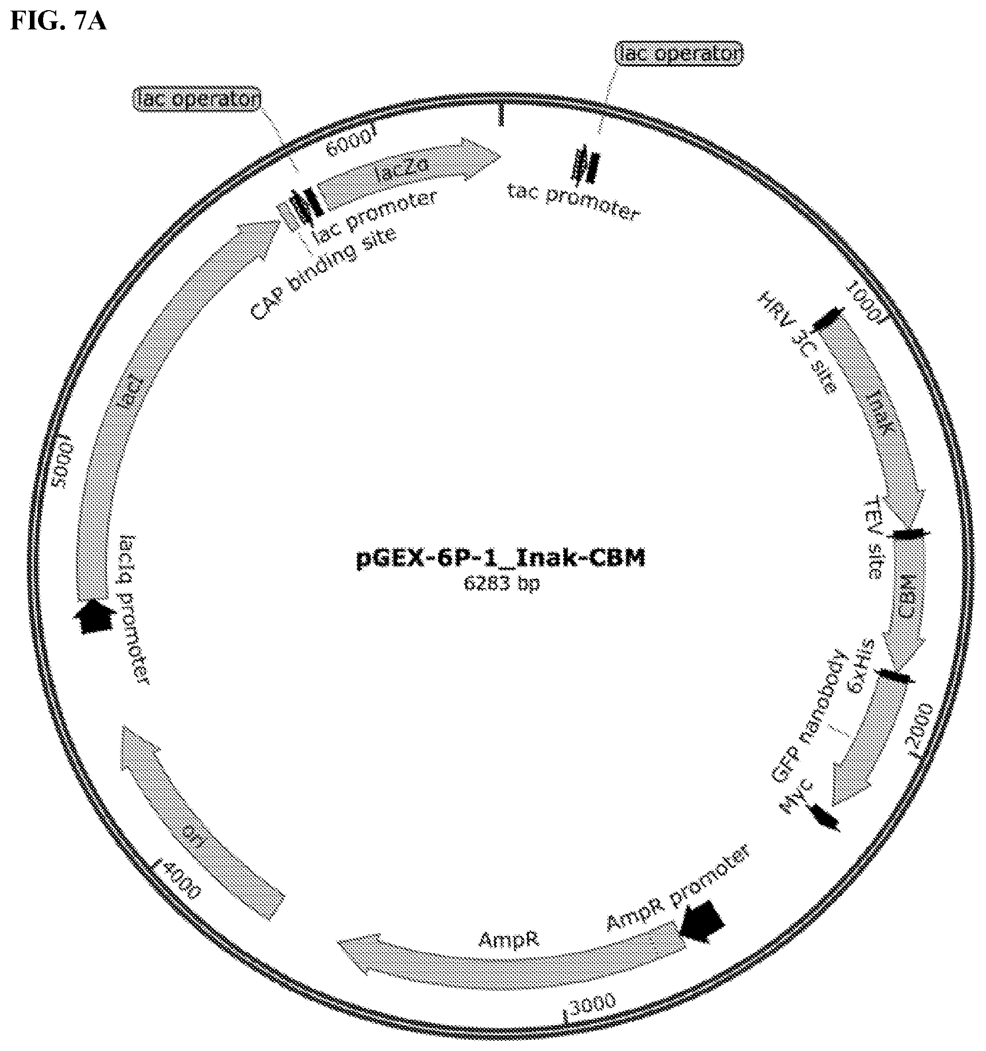 Patent US11812743 Figure 10 – Compositions and methods for scalable production and delivery of biologicals