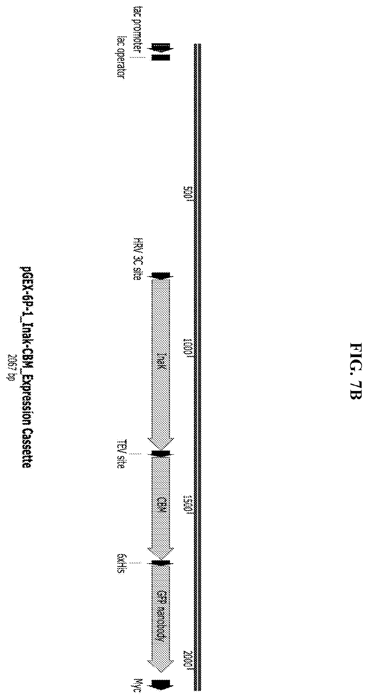 Patent US11812743 Figure 11 – Compositions and methods for scalable production and delivery of biologicals
