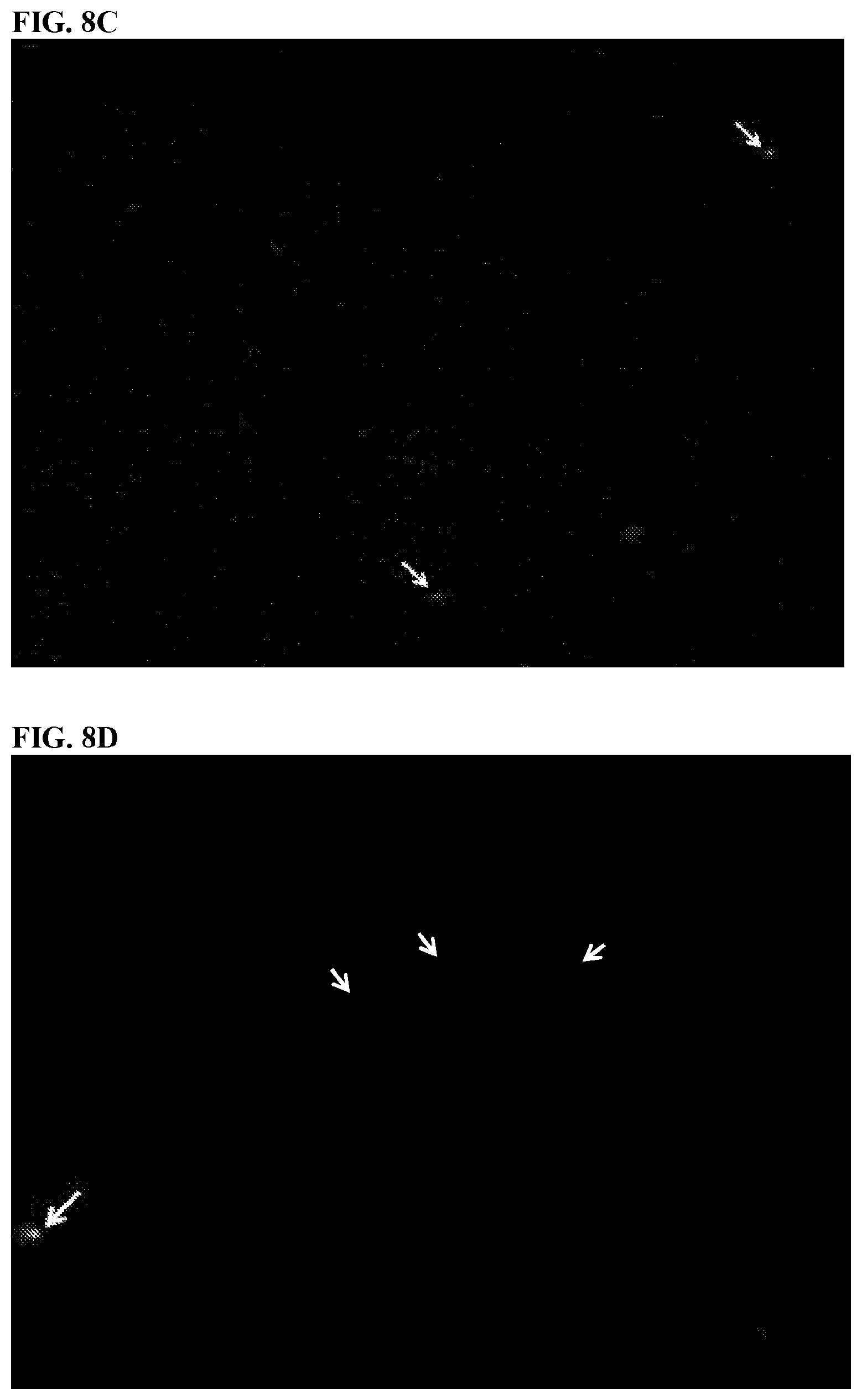 Patent US11812743 Figure 13 – Compositions and methods for scalable production and delivery of biologicals