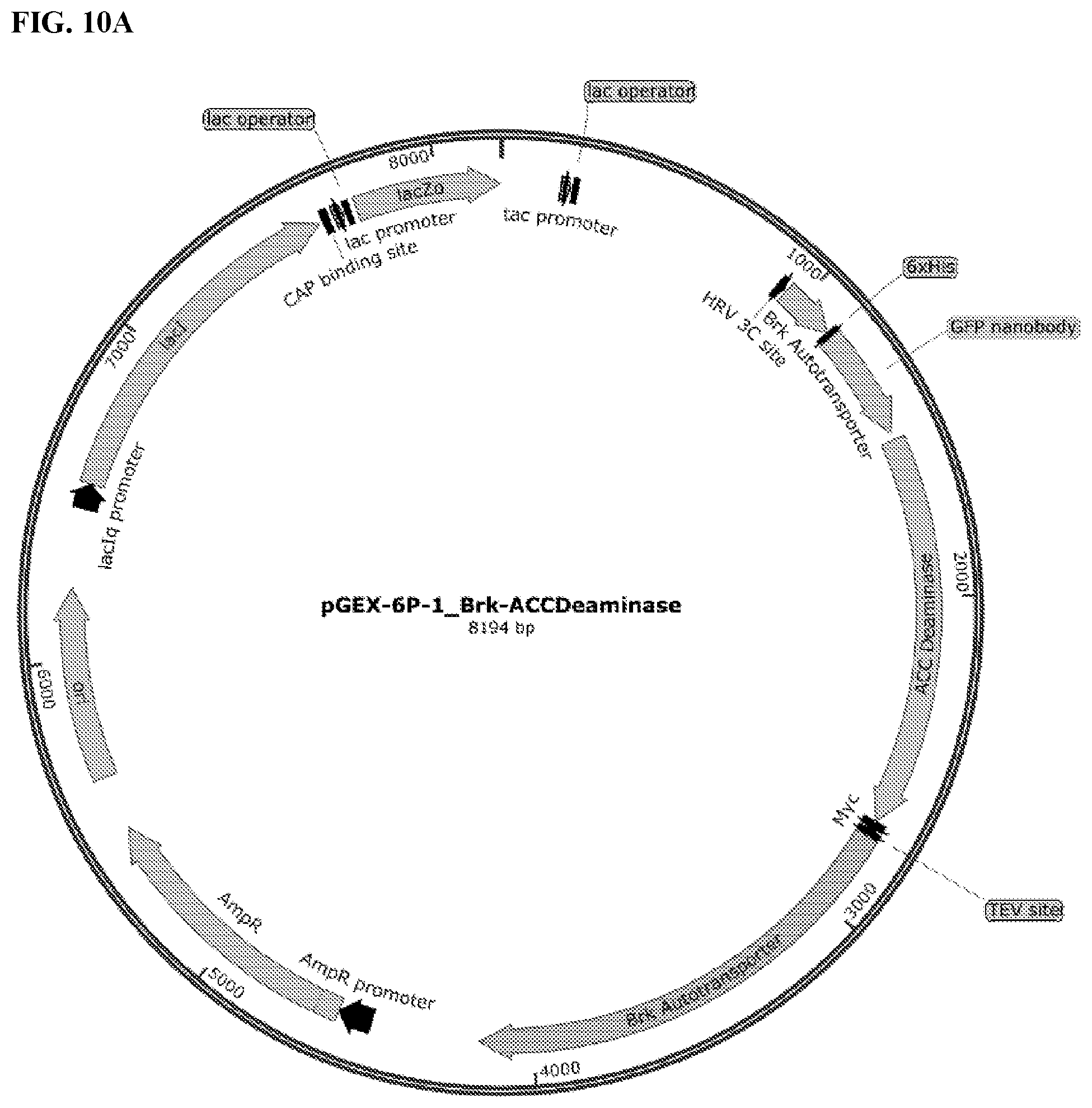 Patent US11812743 Figure 15 – Compositions and methods for scalable production and delivery of biologicals