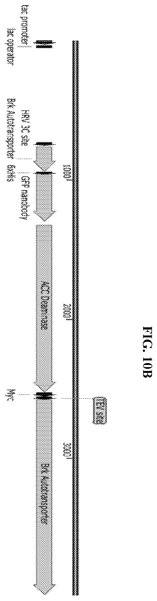 Patent US11812743 Figure 16 – Compositions and methods for scalable production and delivery of biologicals