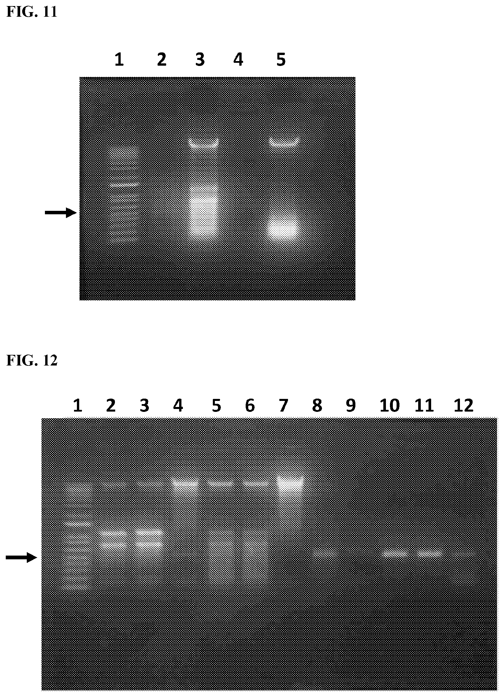 Patent US11812743 Figure 17 – Compositions and methods for scalable production and delivery of biologicals