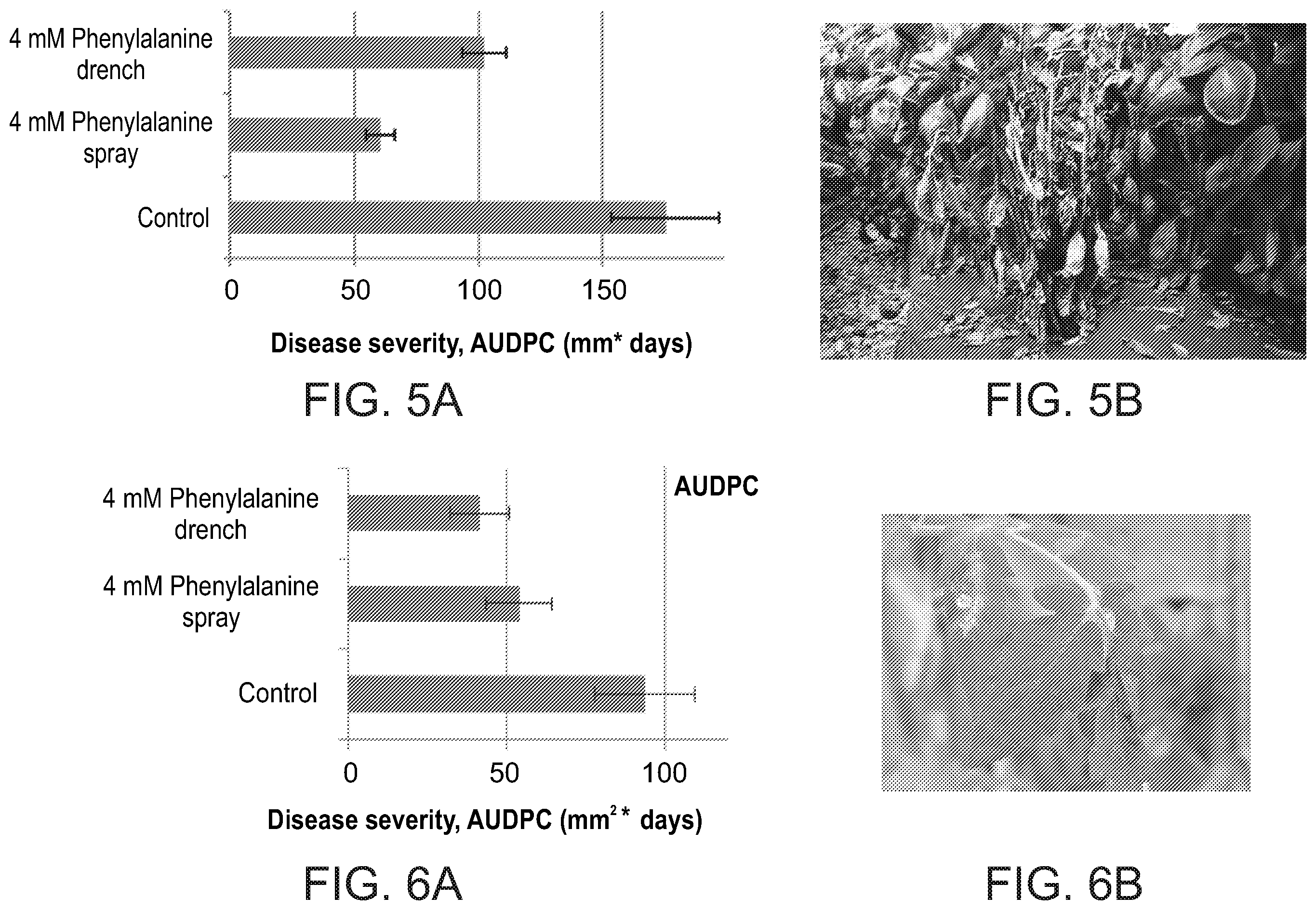 Patent US11812746 Figure 8 – Method of controlling fungal infections in plants